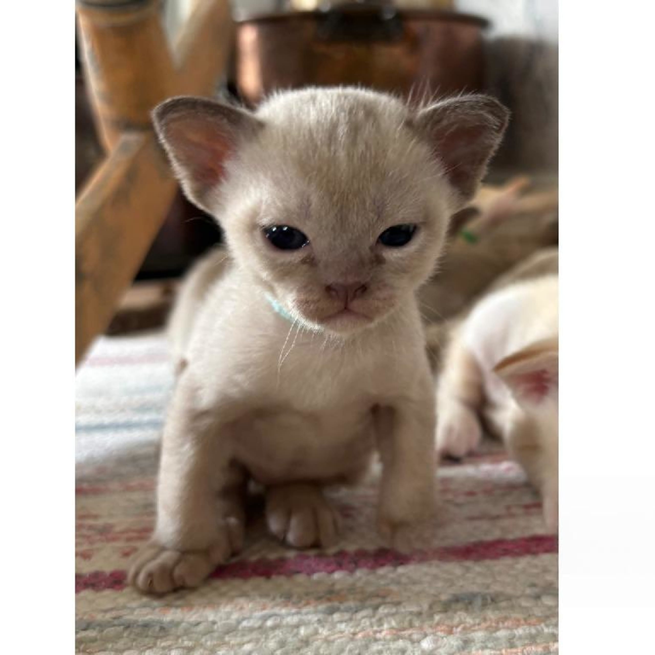 Burma (Sacred Birman)