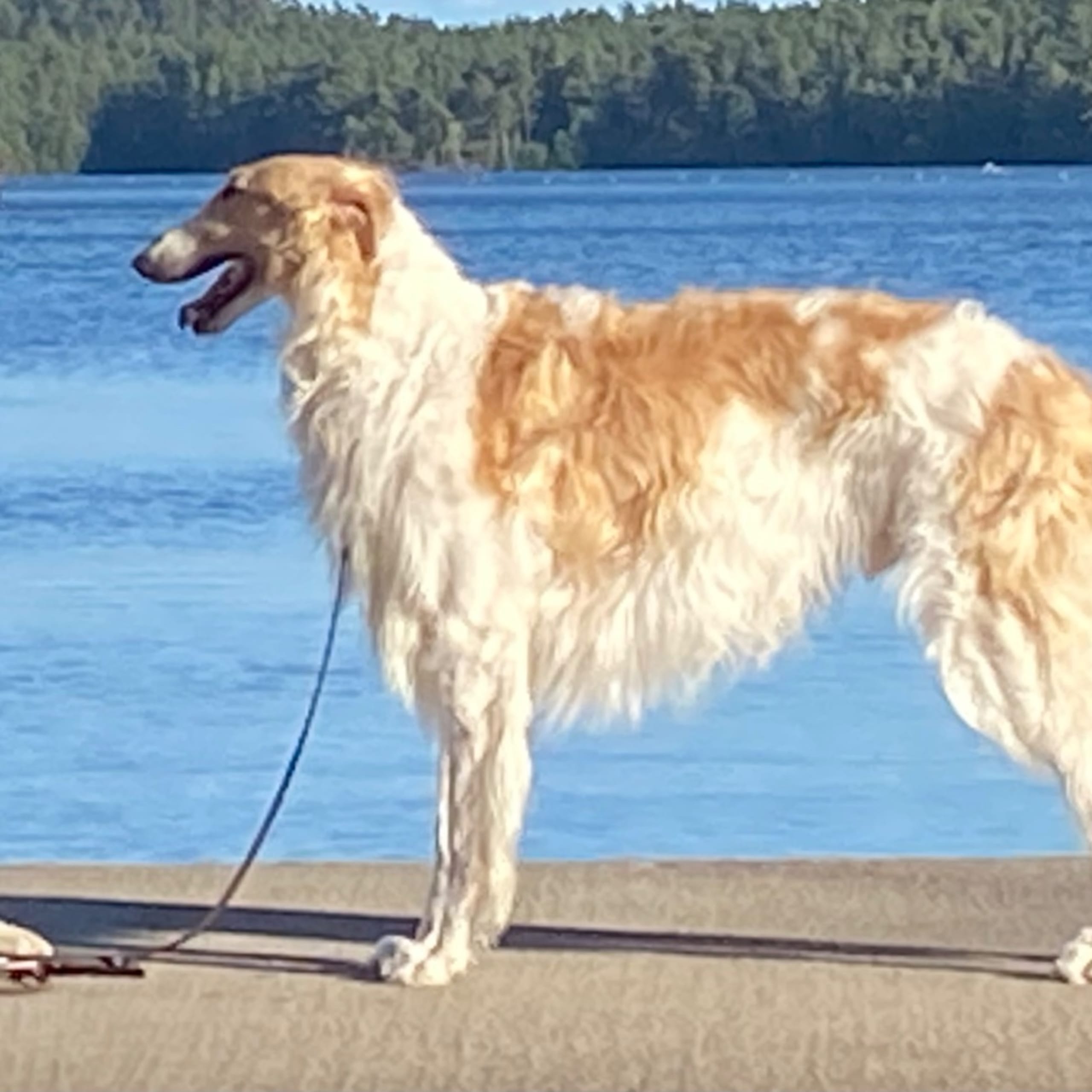 Borzoi