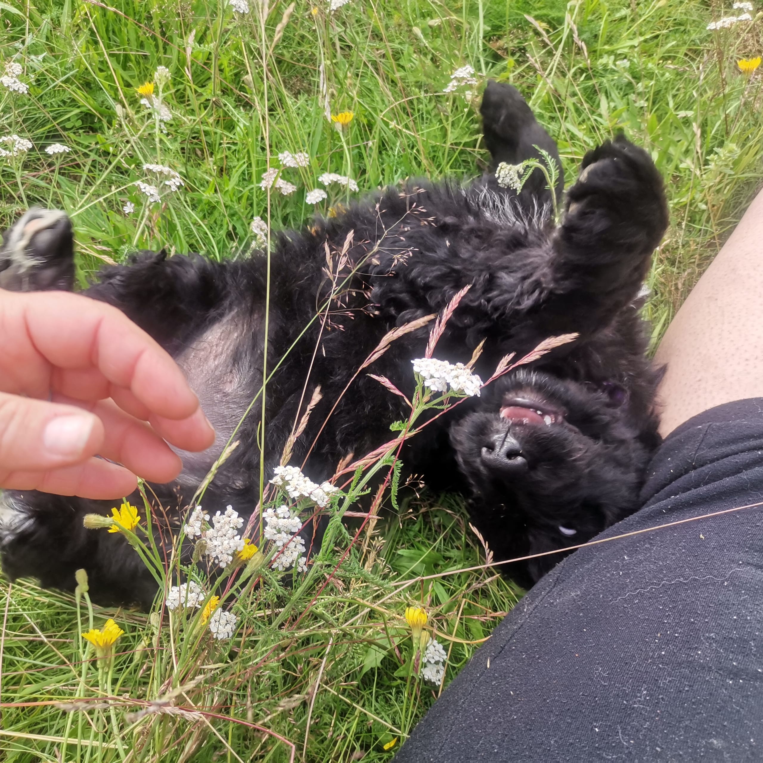 Bernerdoodle