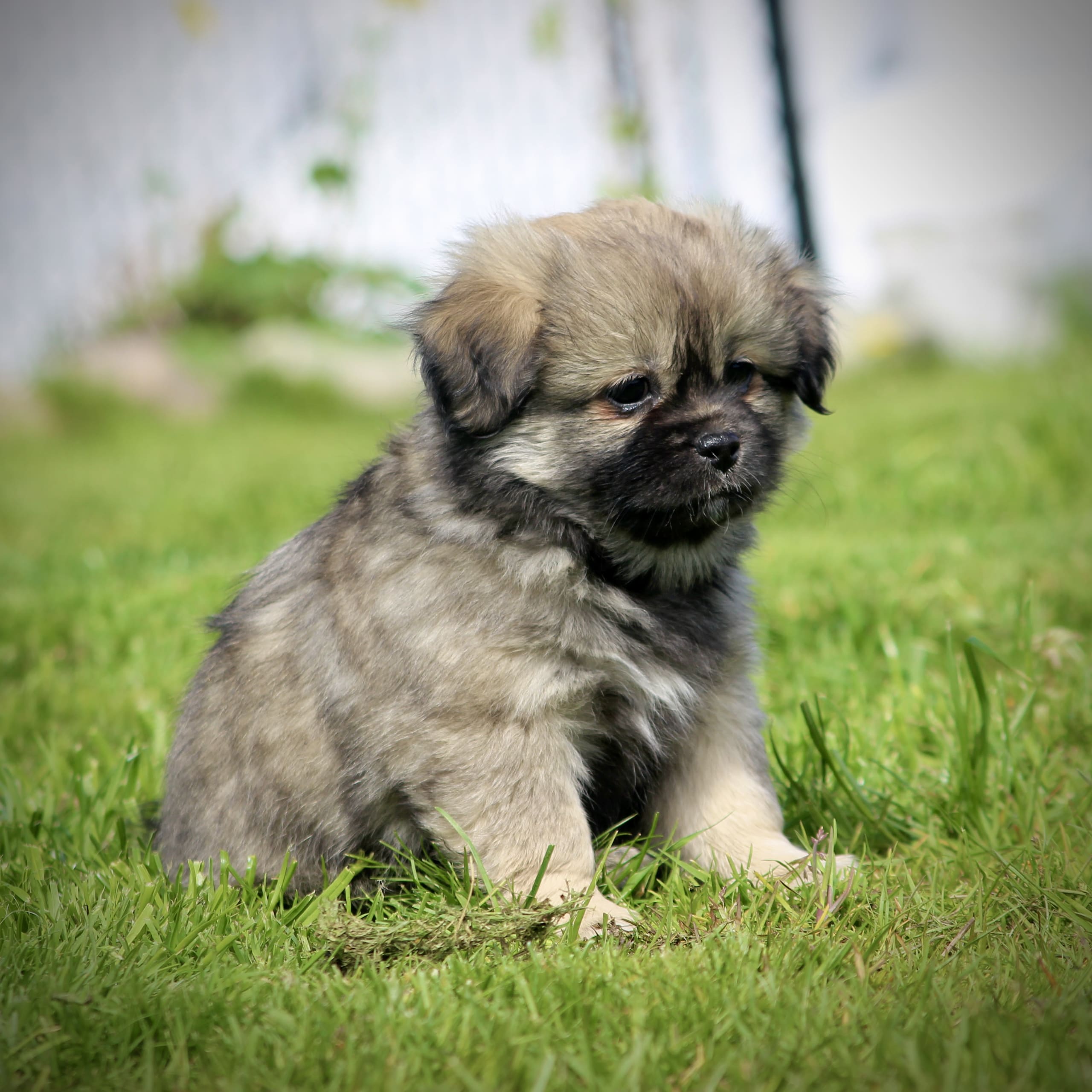 Tibetansk spaniel
