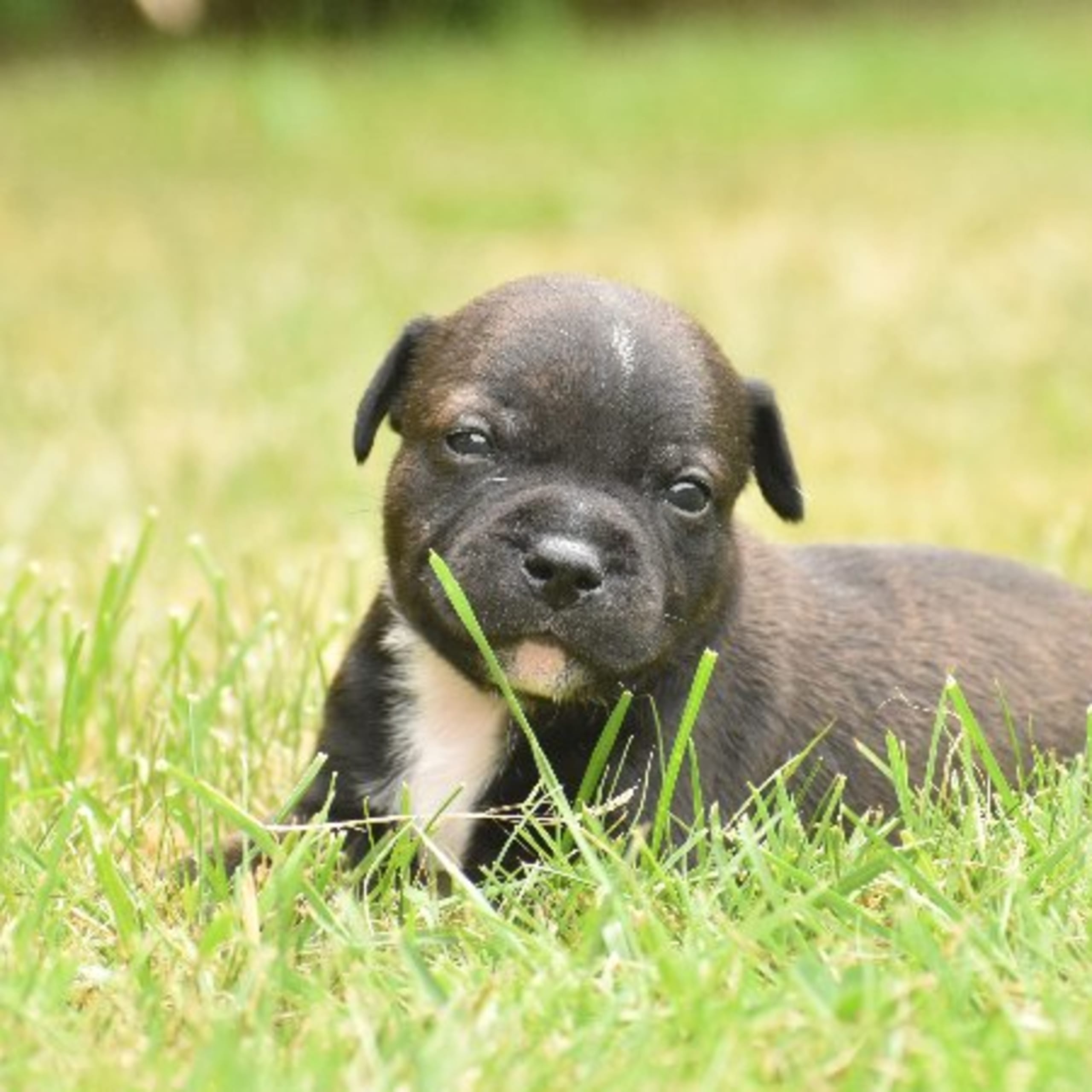 Staffordshire bullterrier