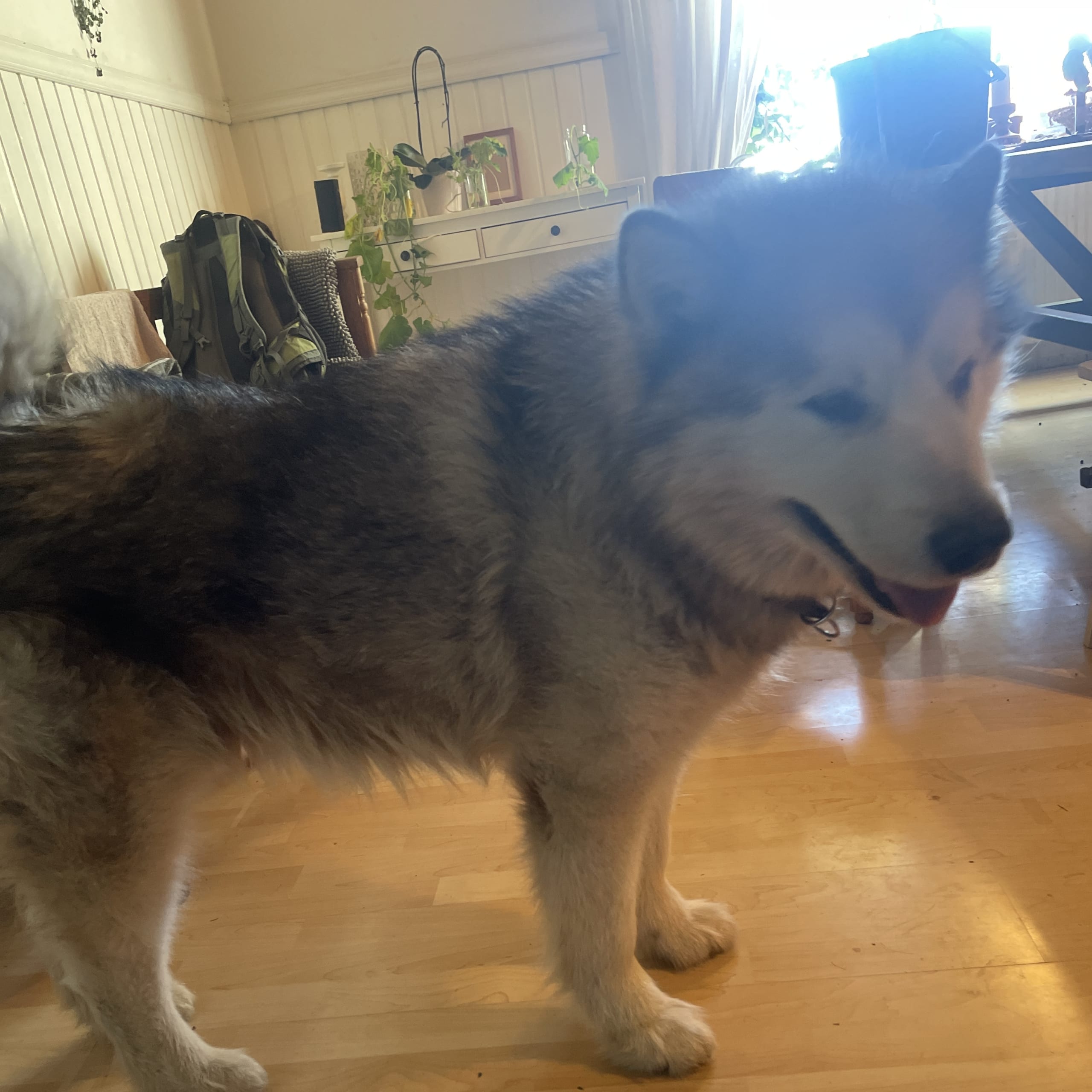 Alaskan malamute