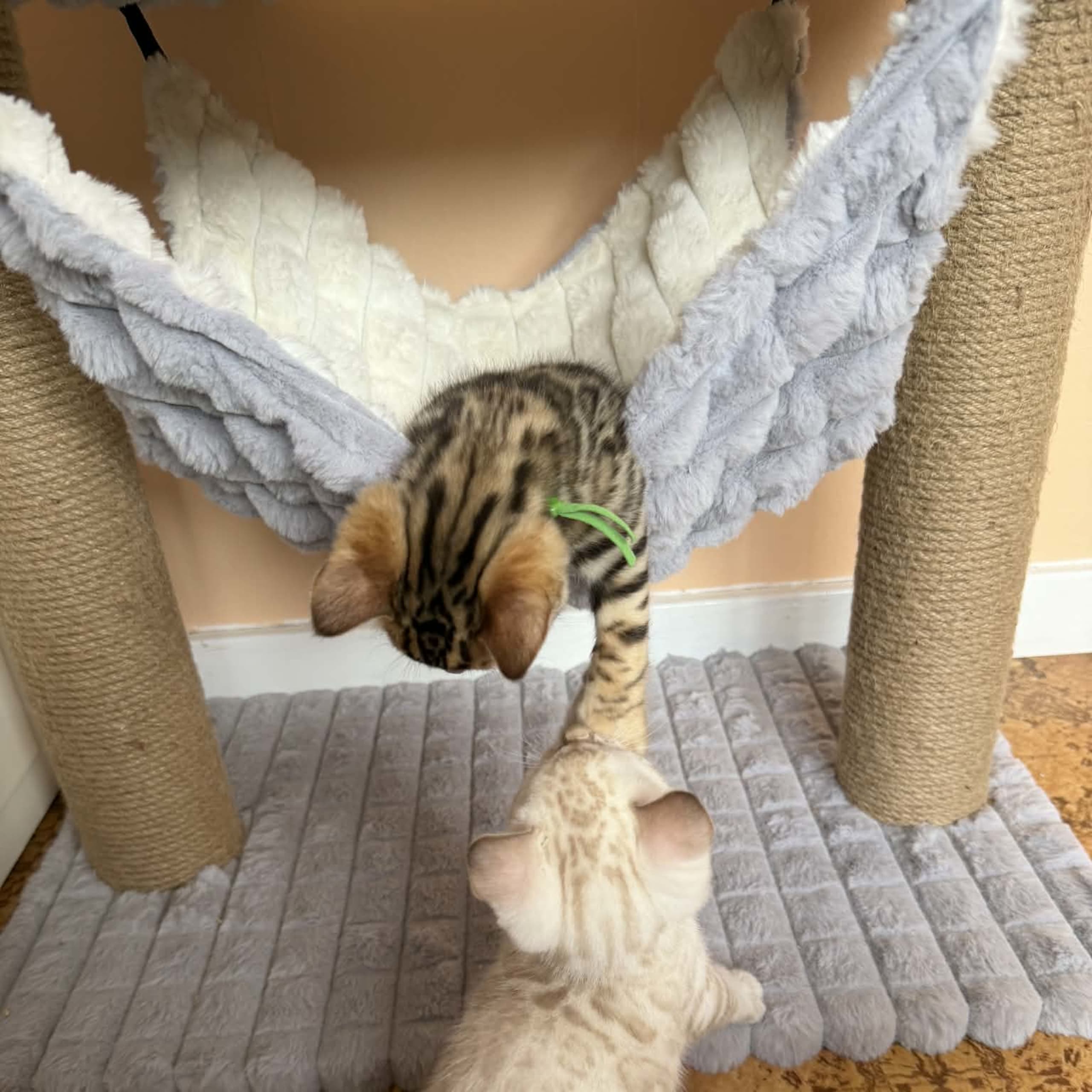 Bengal