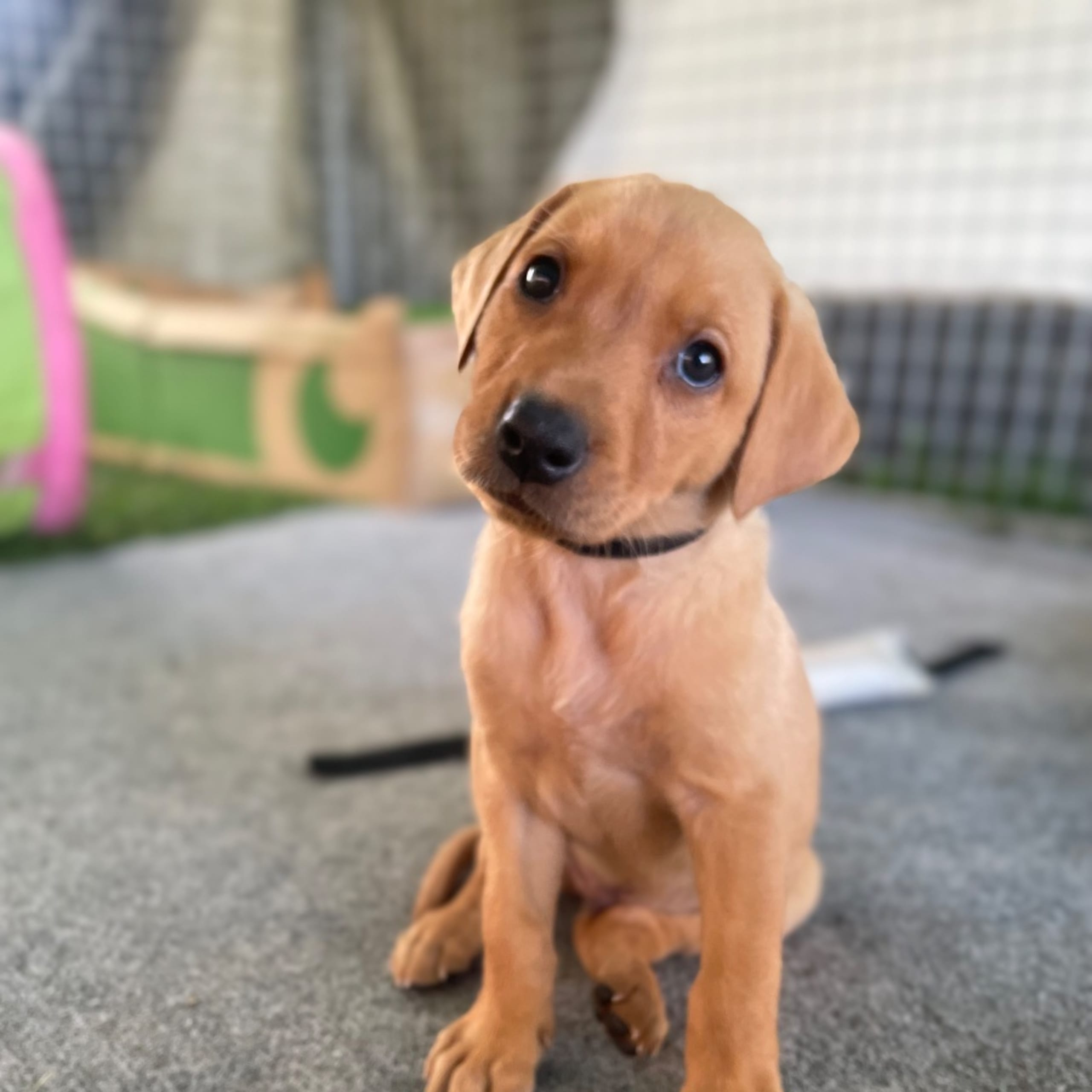 Labrador retriever