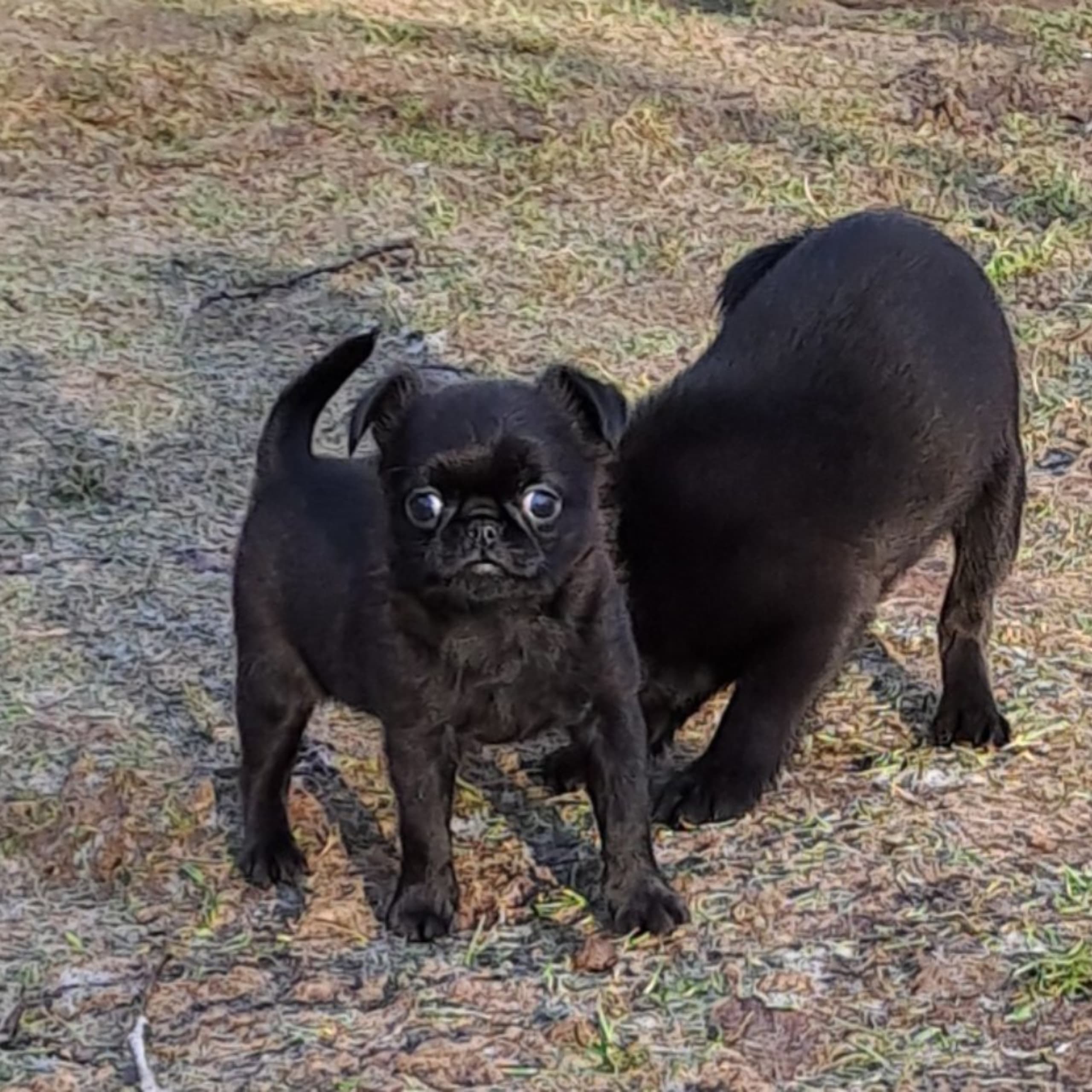Petit brabancon