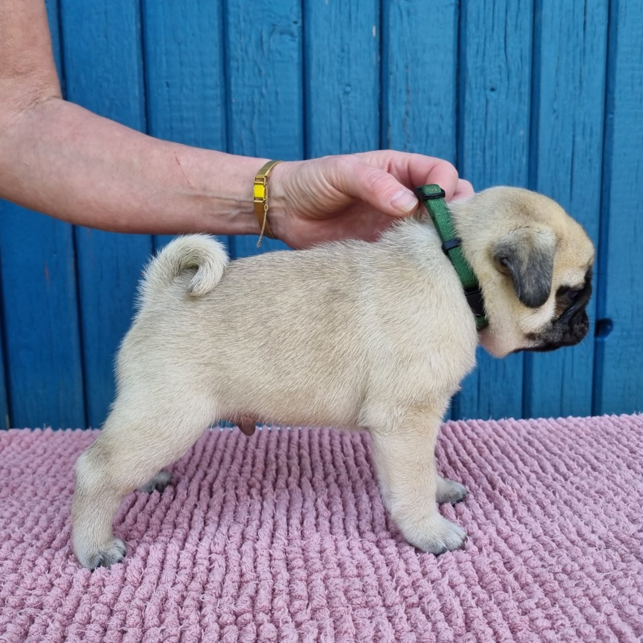 Mops