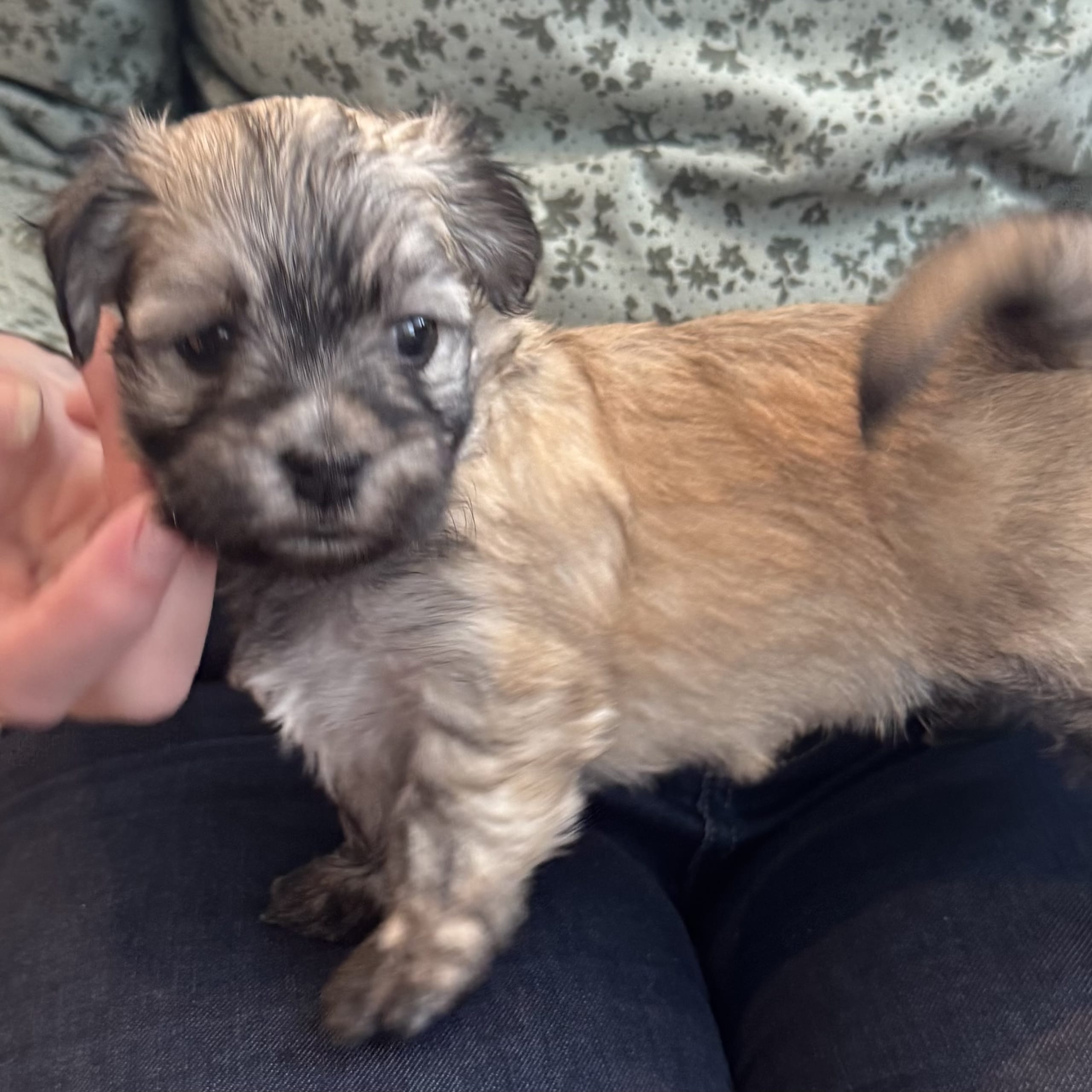 Goldfly’s