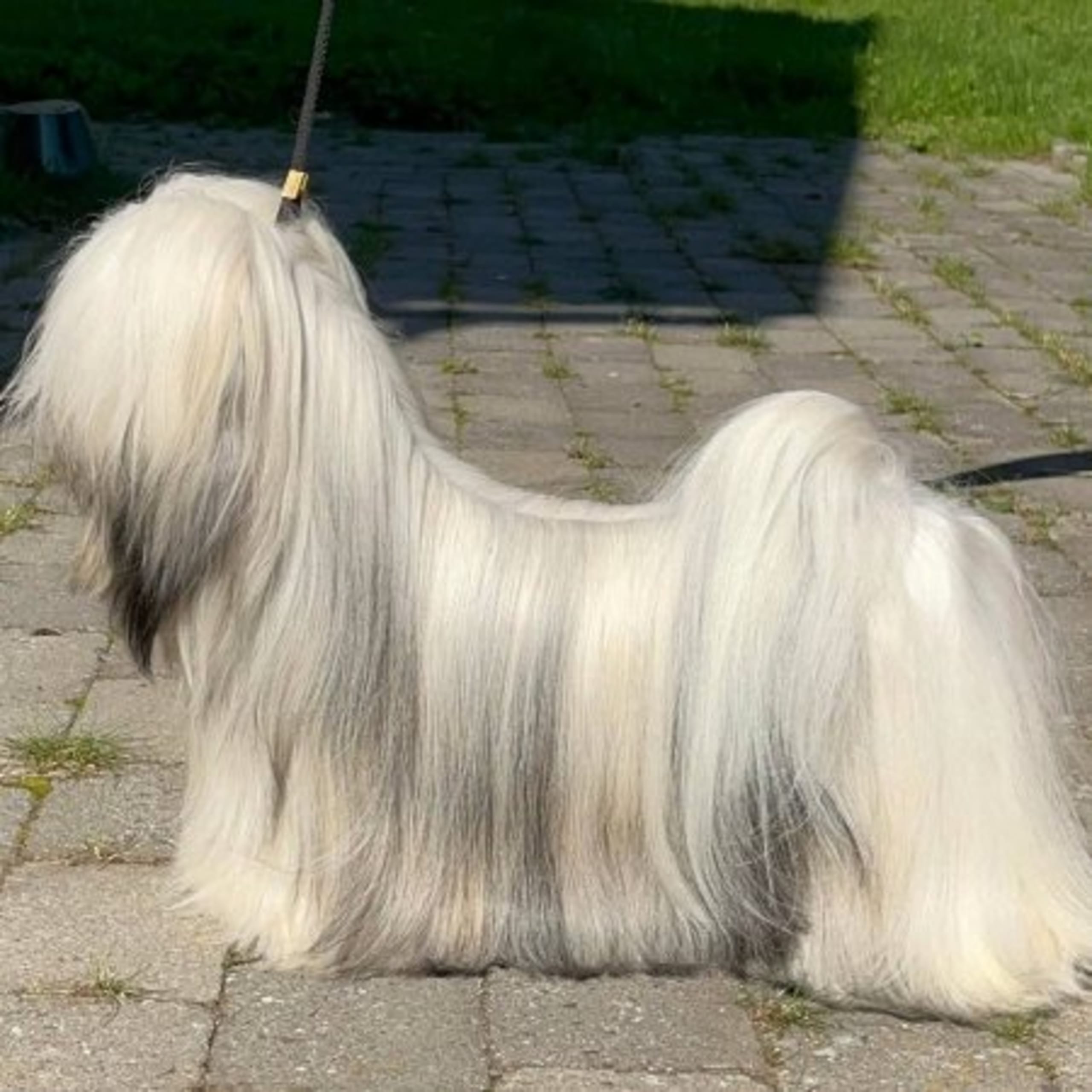Äng-Tibbens