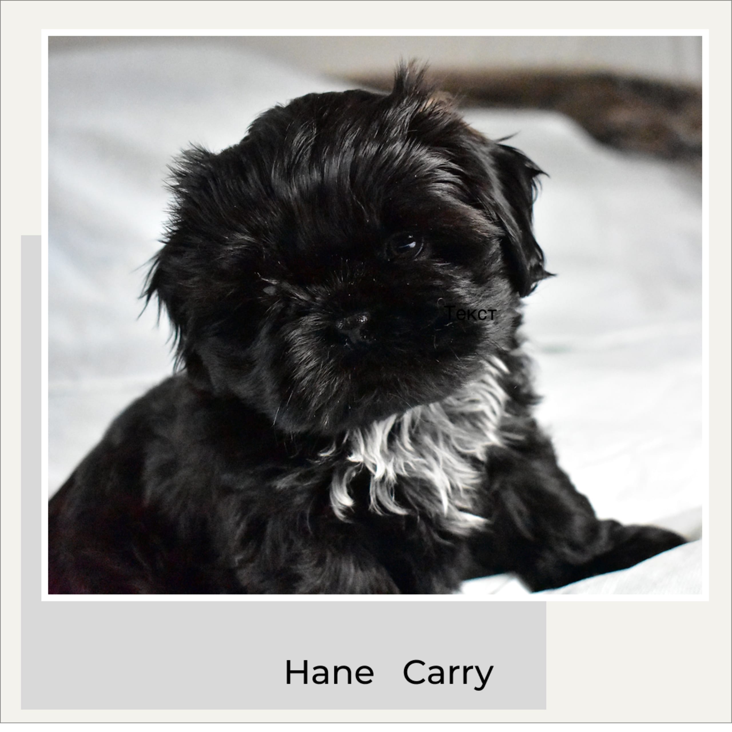 The merry shih-tzu family