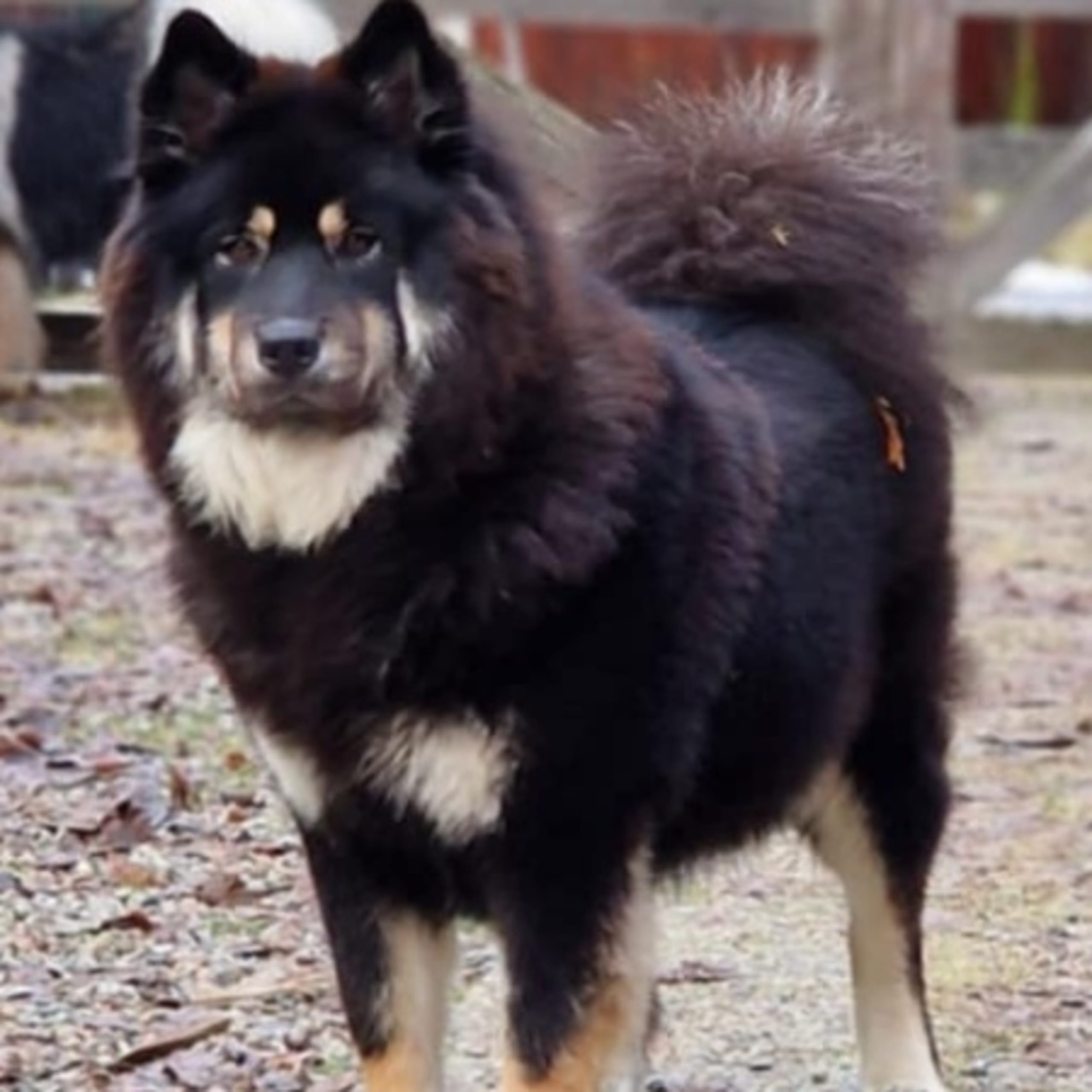 Love & Eurasier