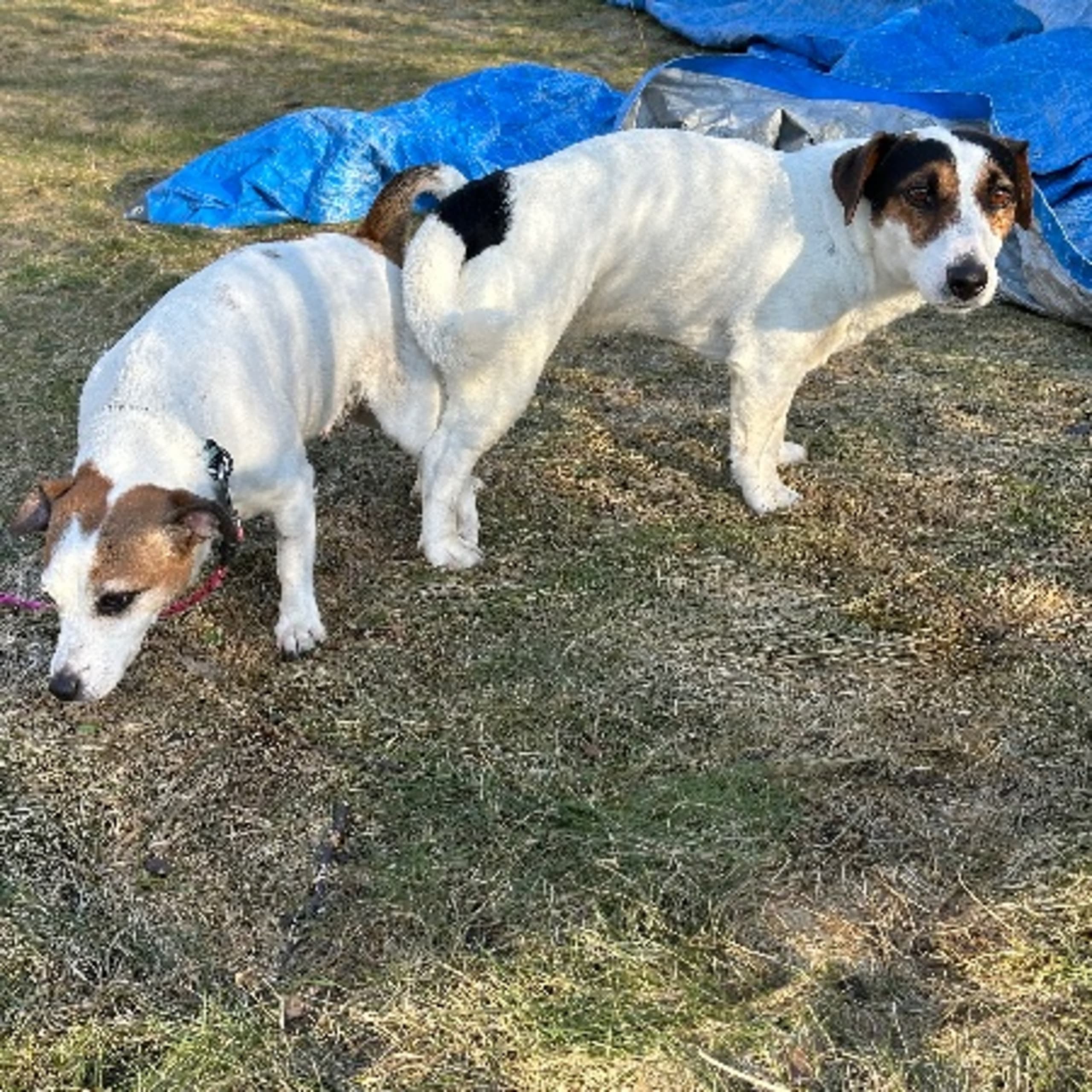 Limelight Kennels
