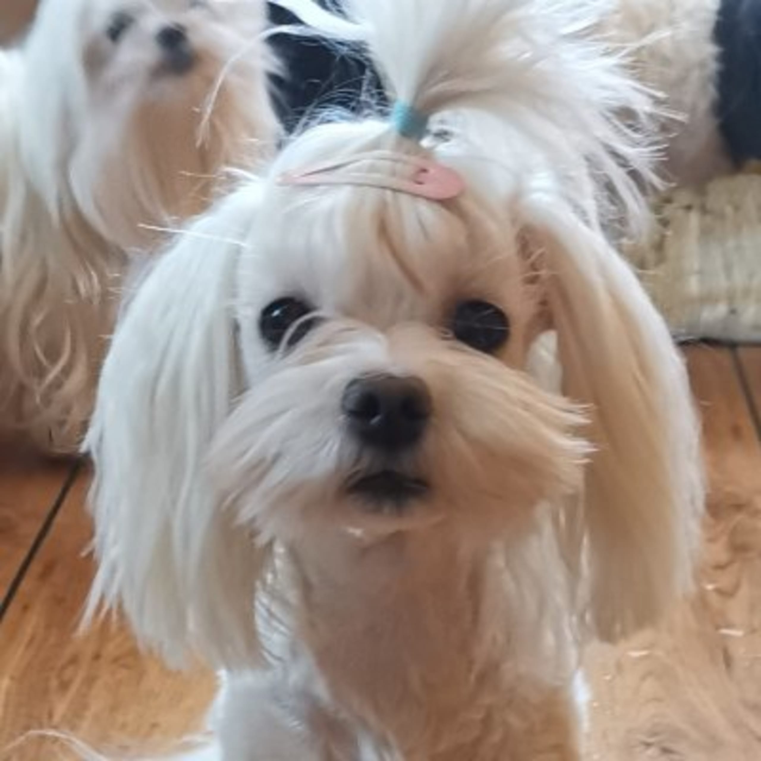 Ginny Angel