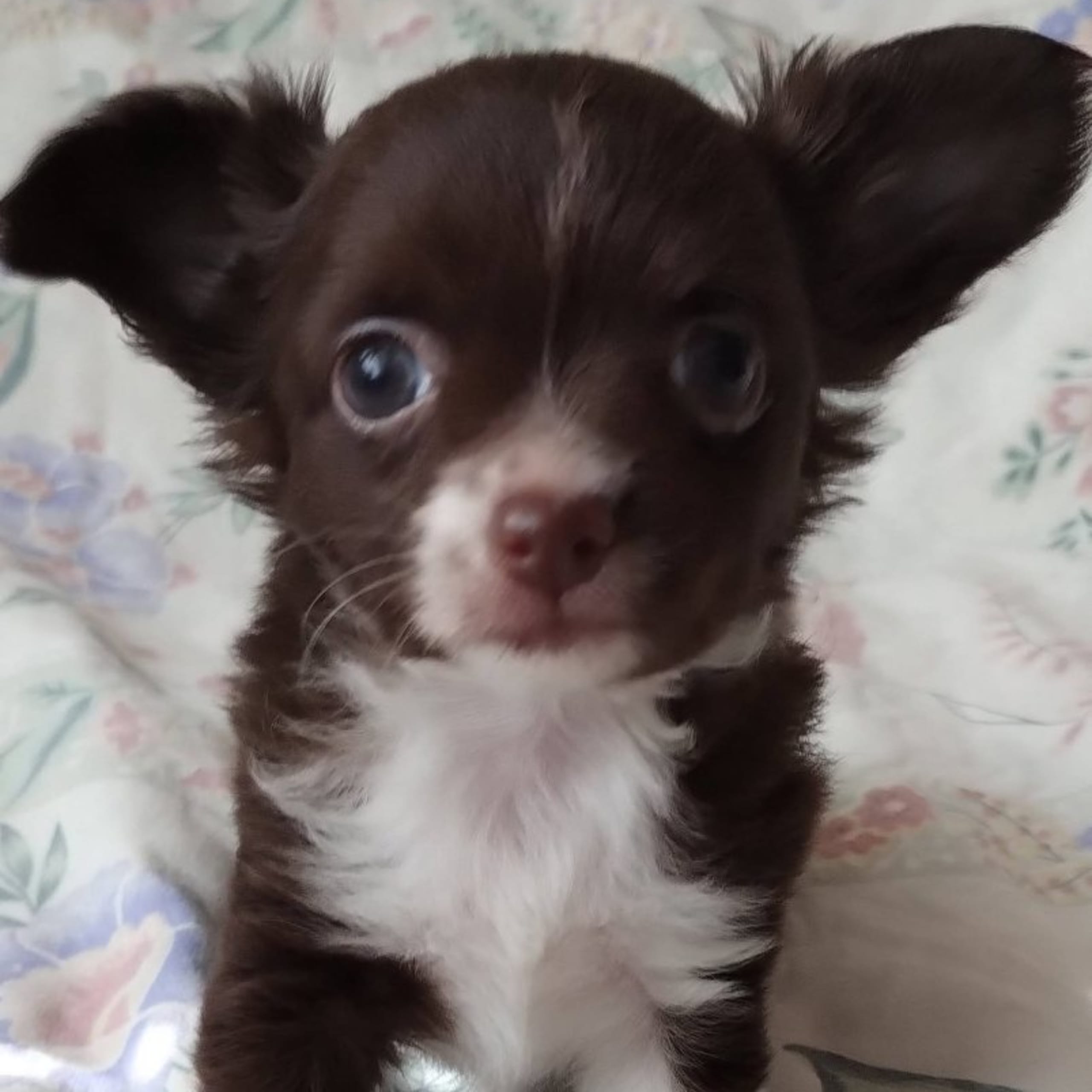 Chi's Unique