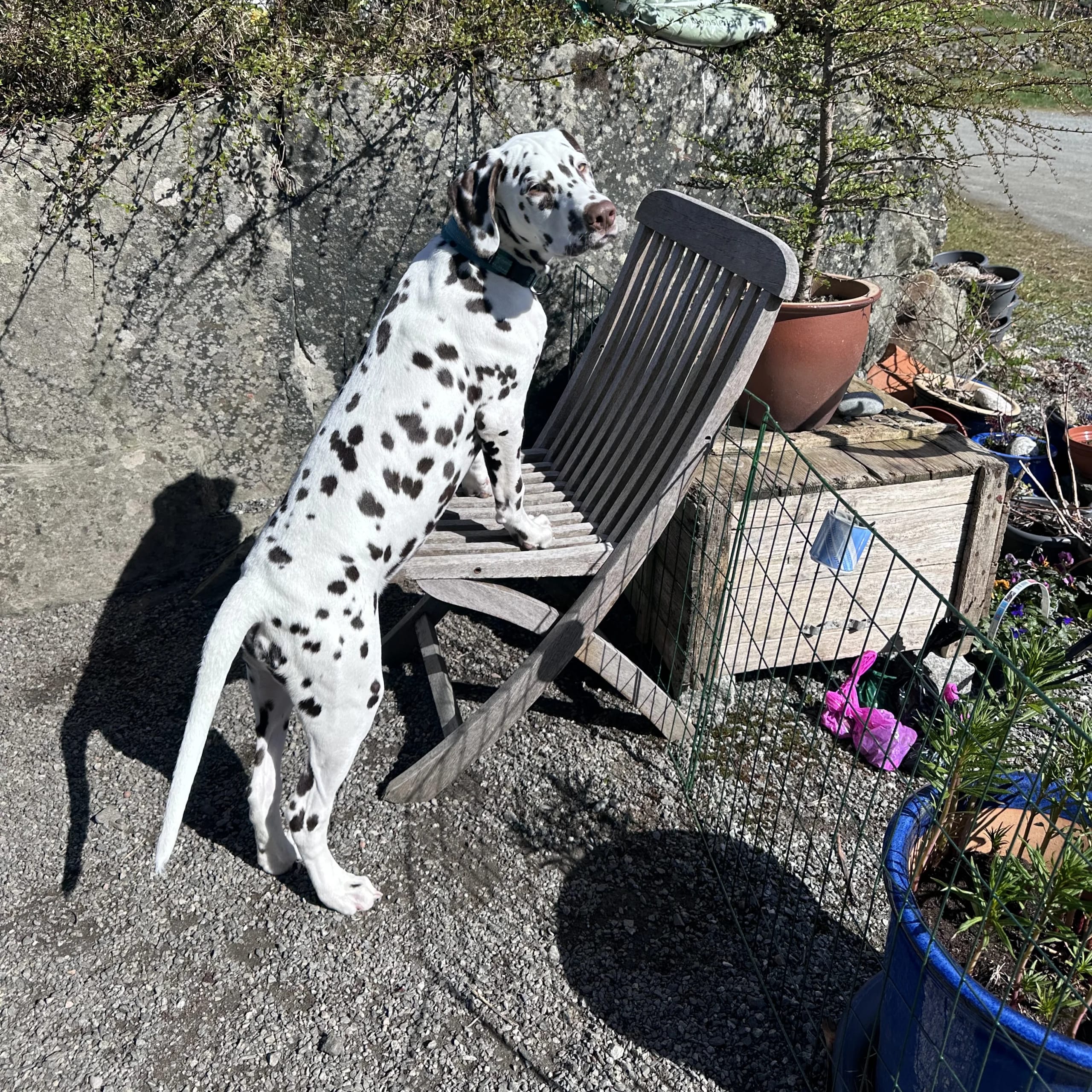 Kennel Shospot