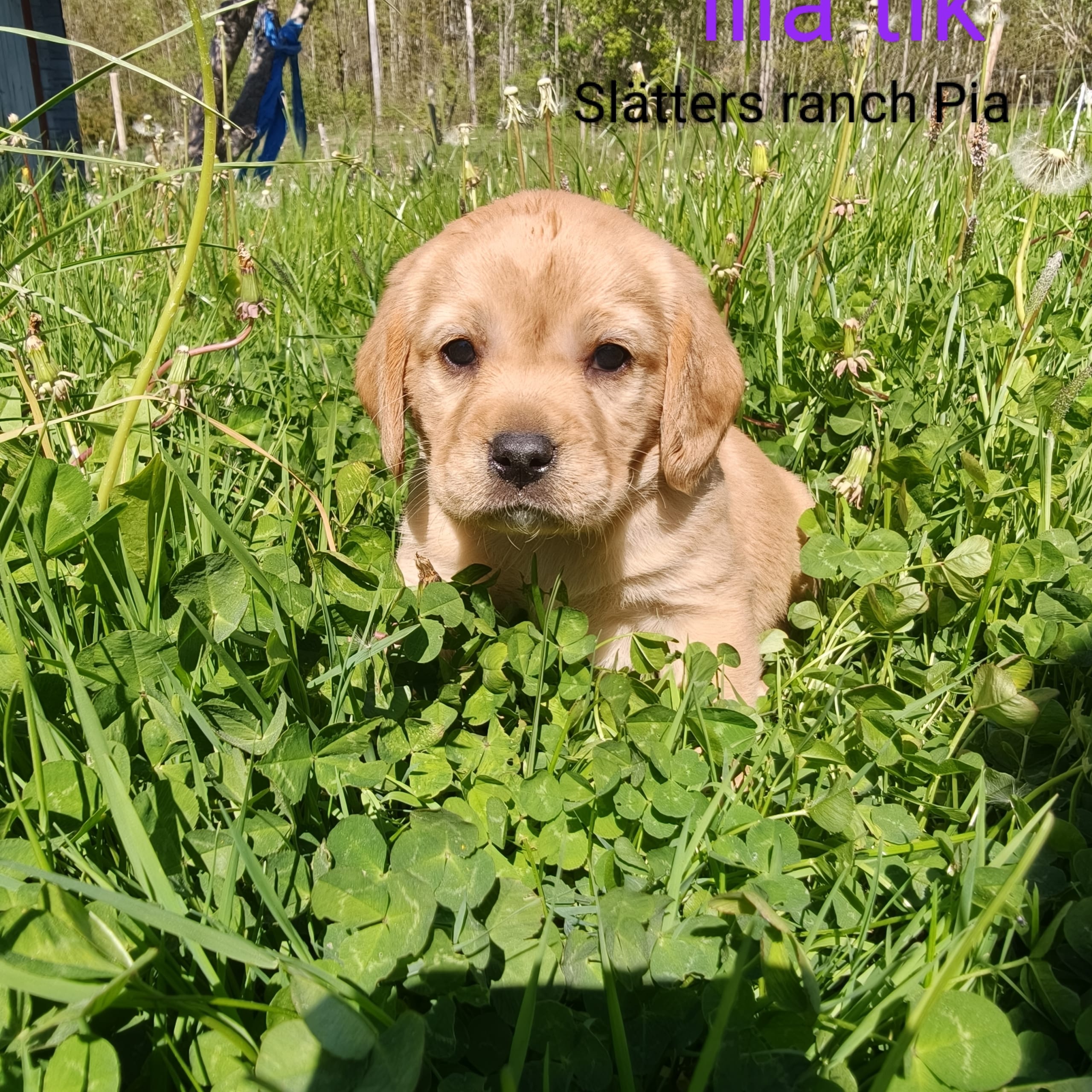 Slätters Ranch