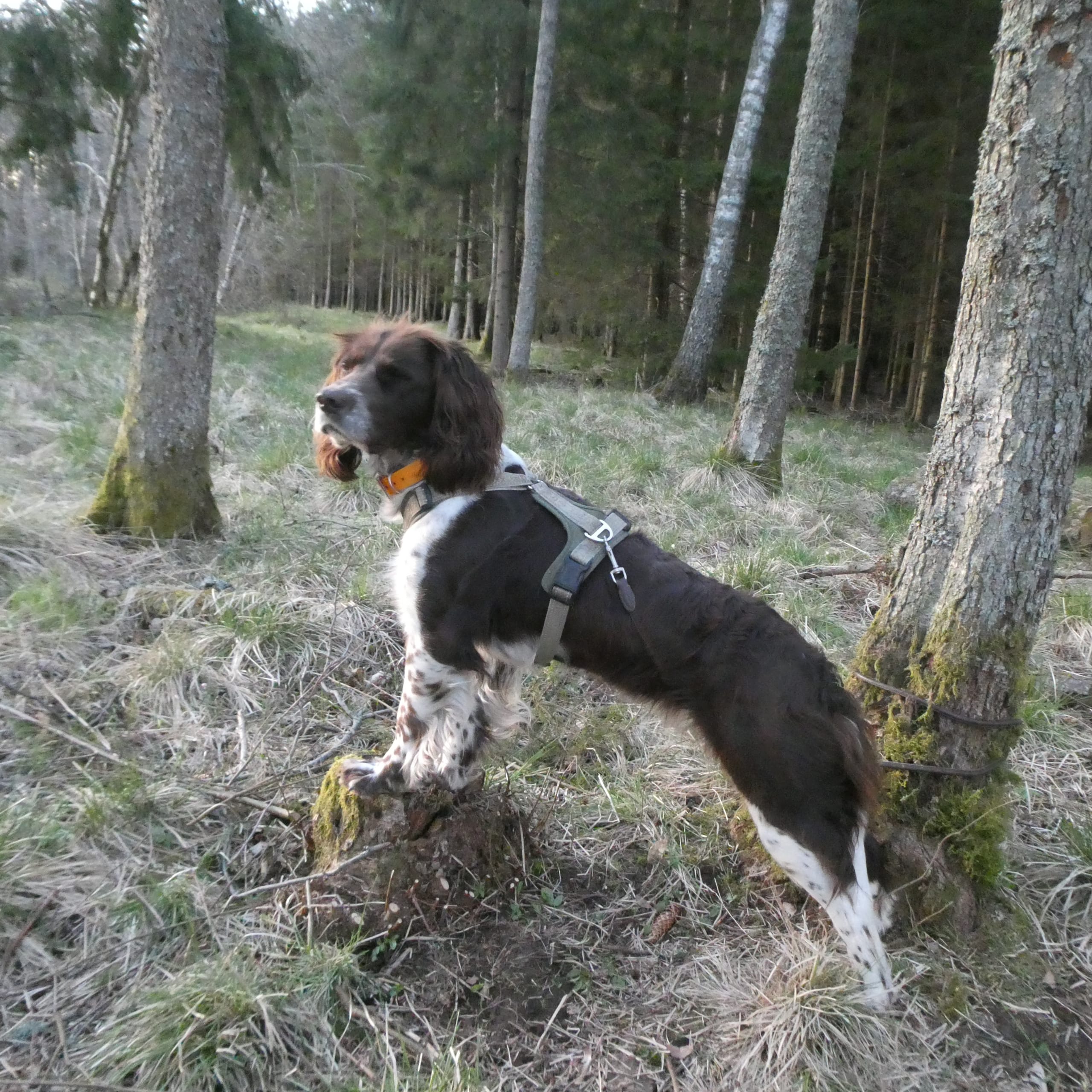 Krullos
