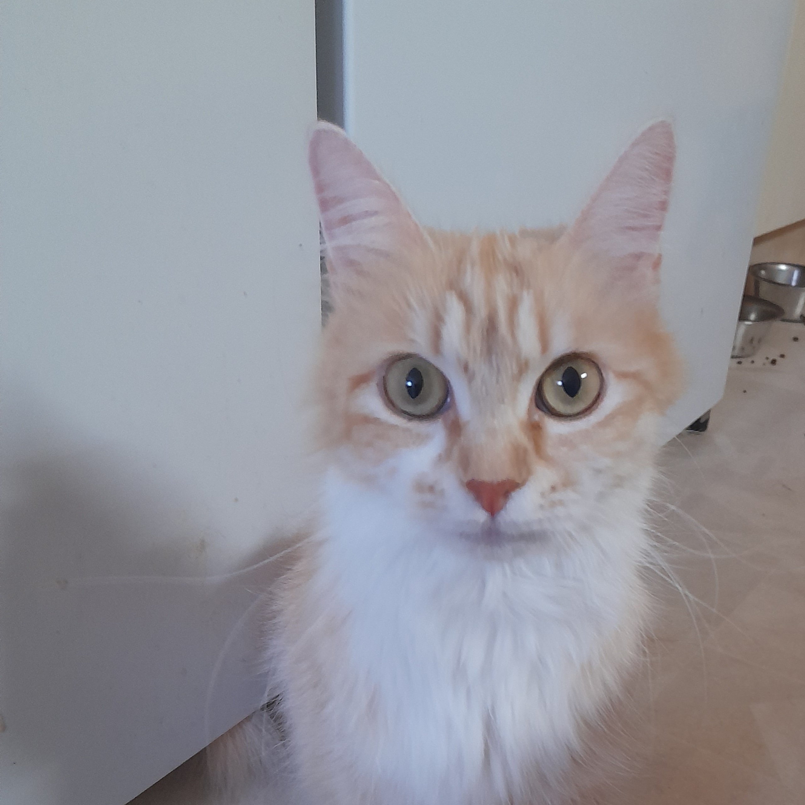 SnowKitten