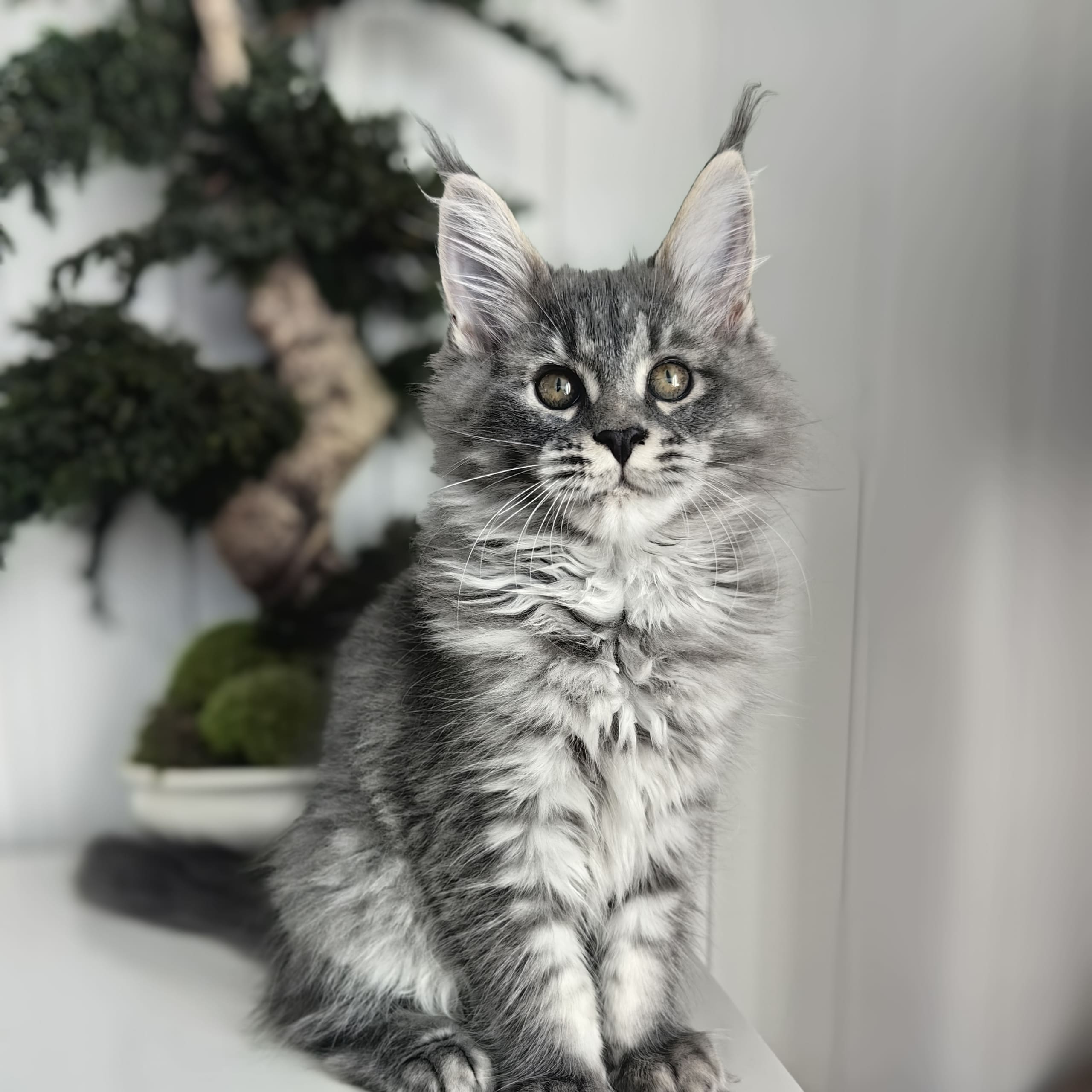 NO *Golden Lynx