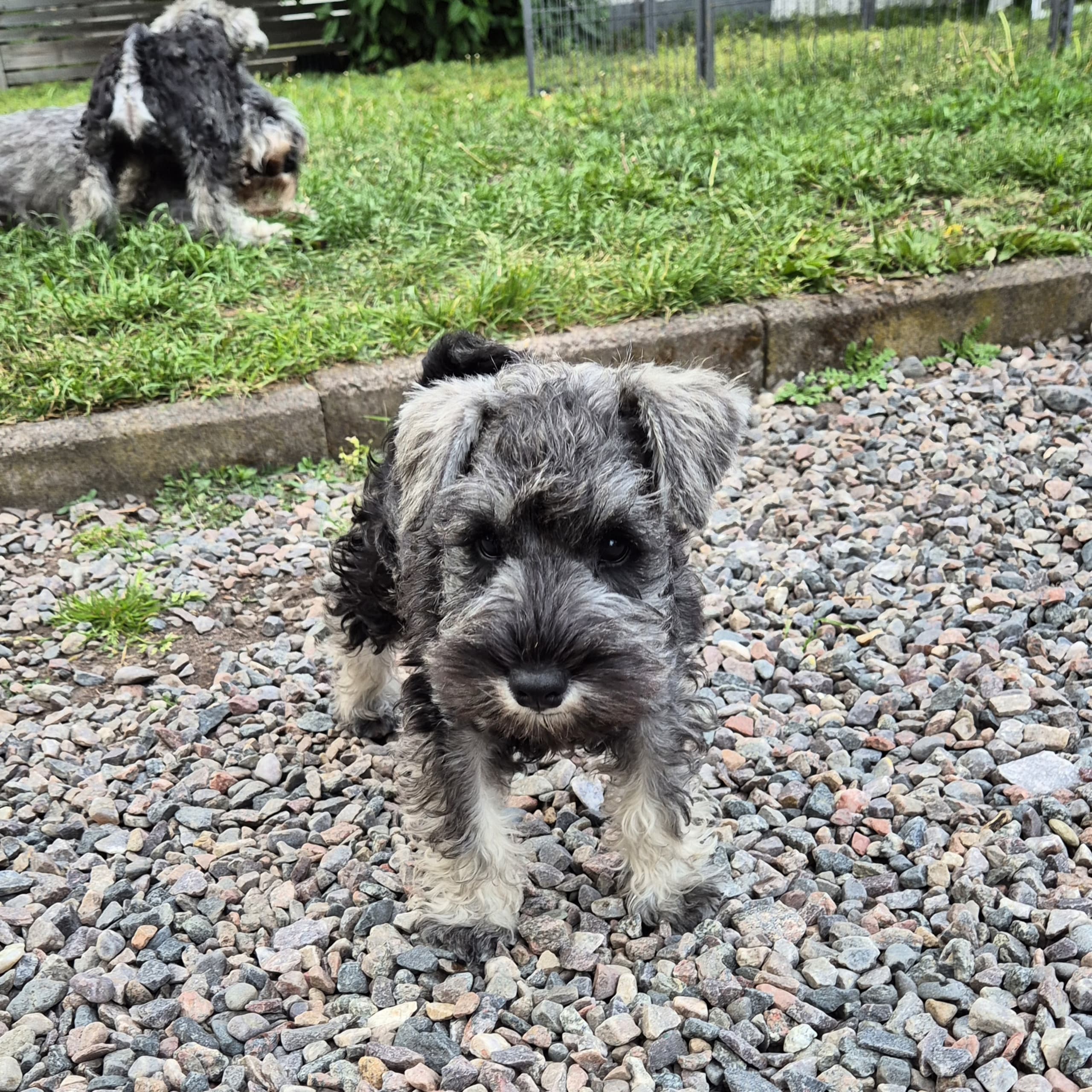 ELOFINS KENNEL