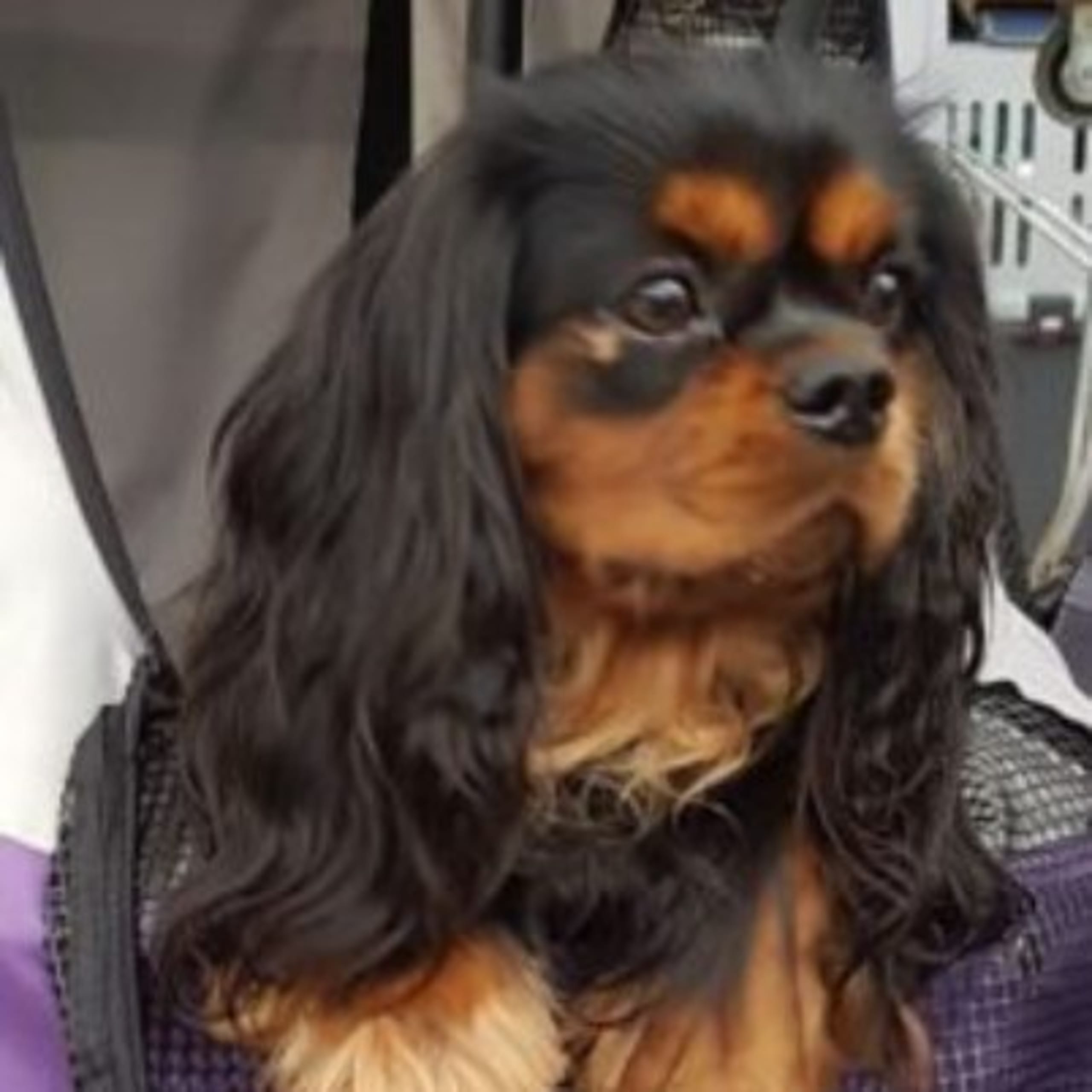 Cavanettans