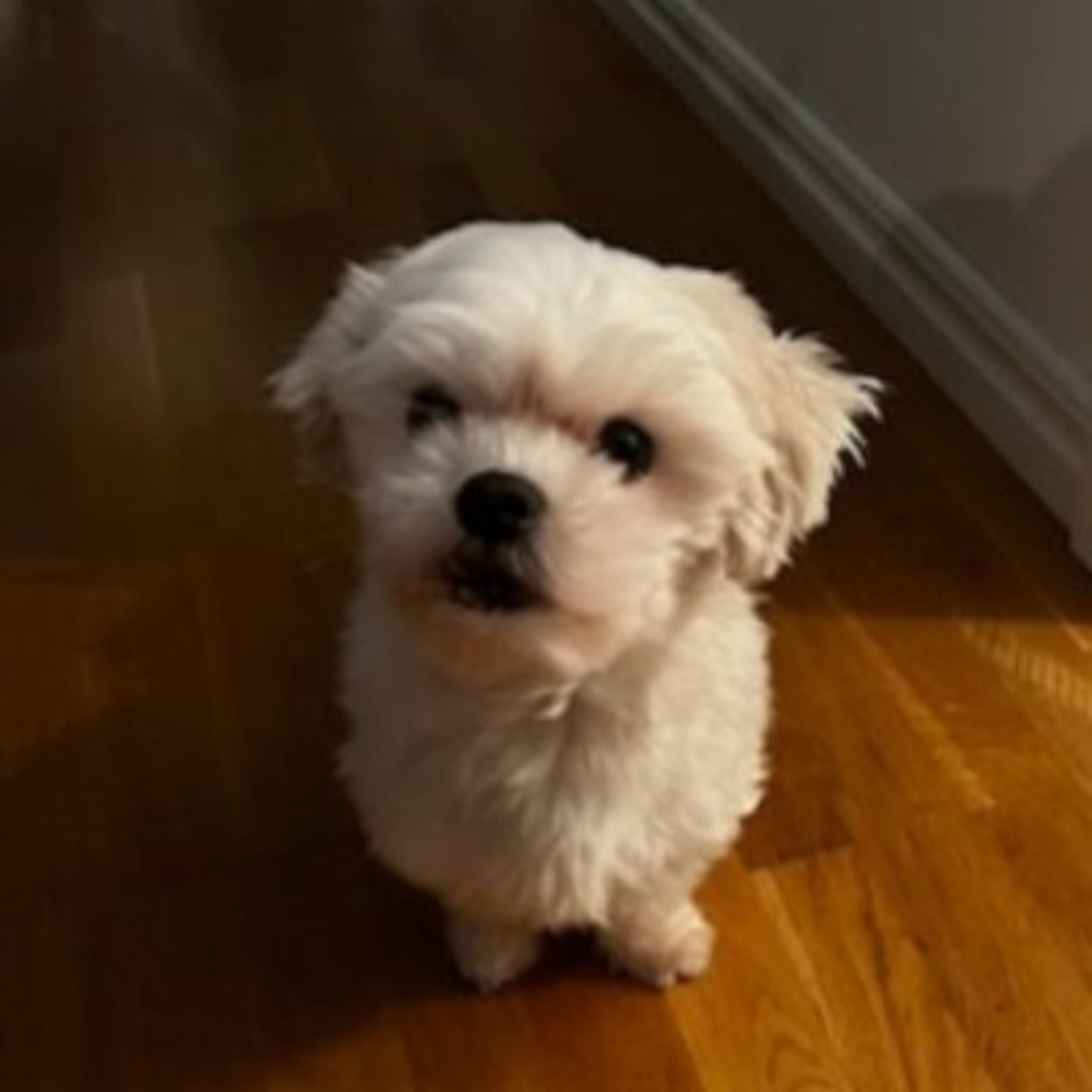 Ginny Angel