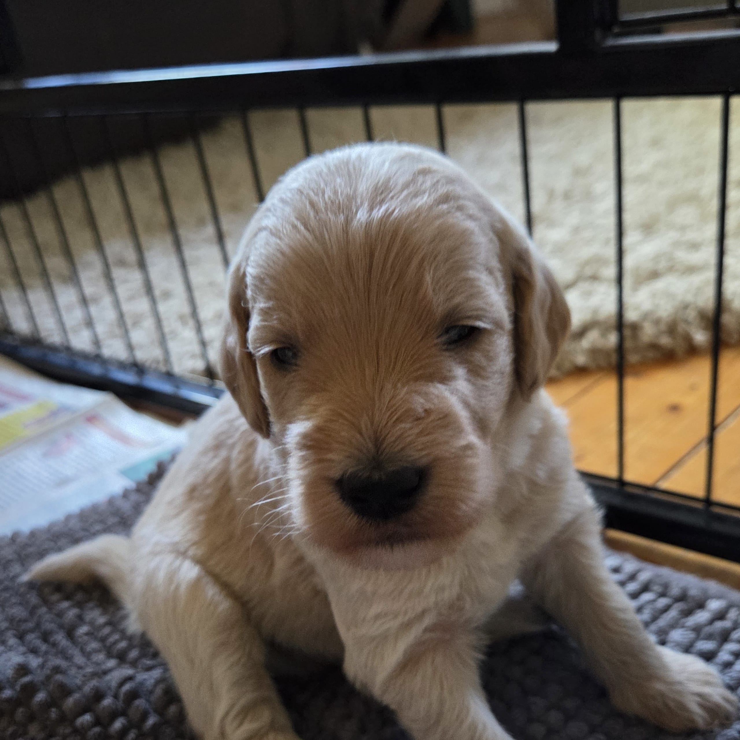 Lyckornaslabradoodle