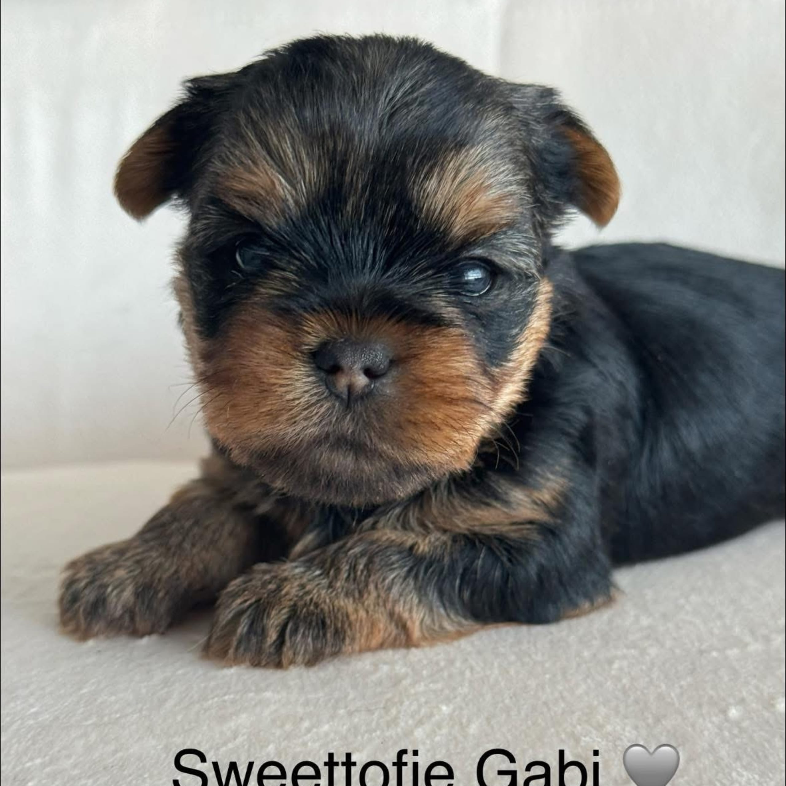 Yorkshire Terrier