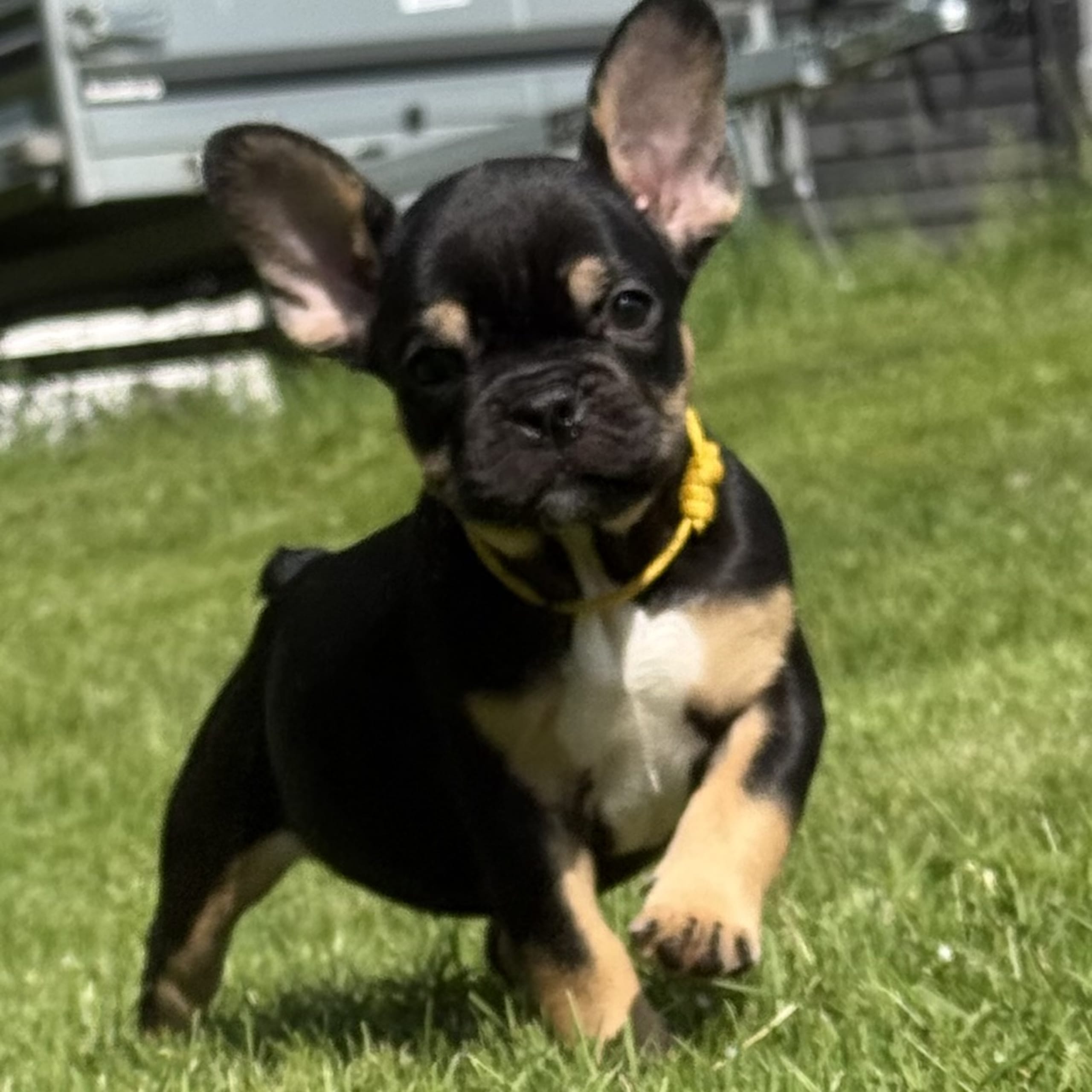Pontiacbulldogs