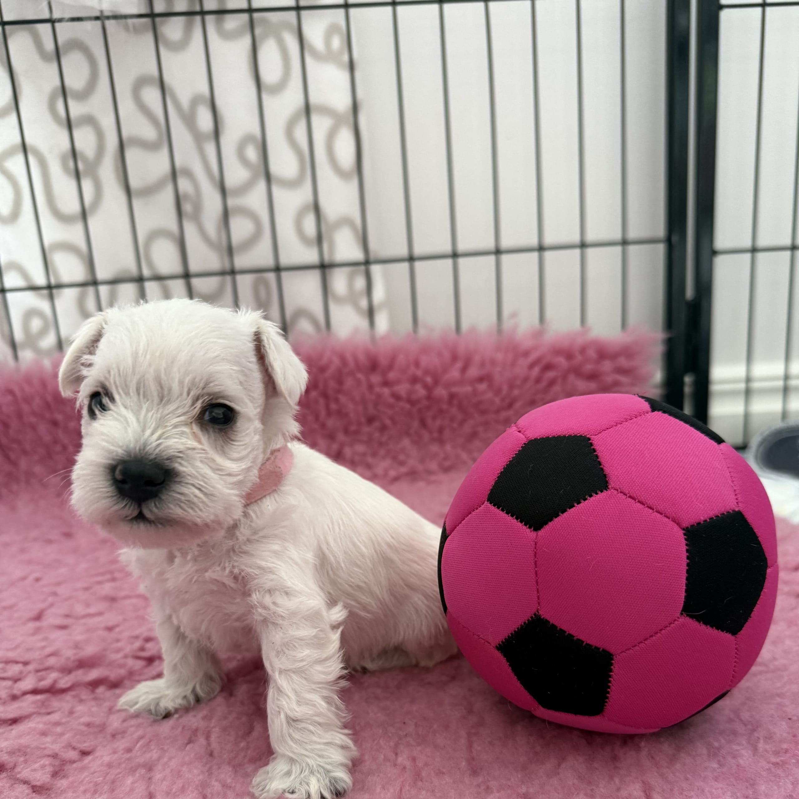 Snowie Shine’s Kennel
