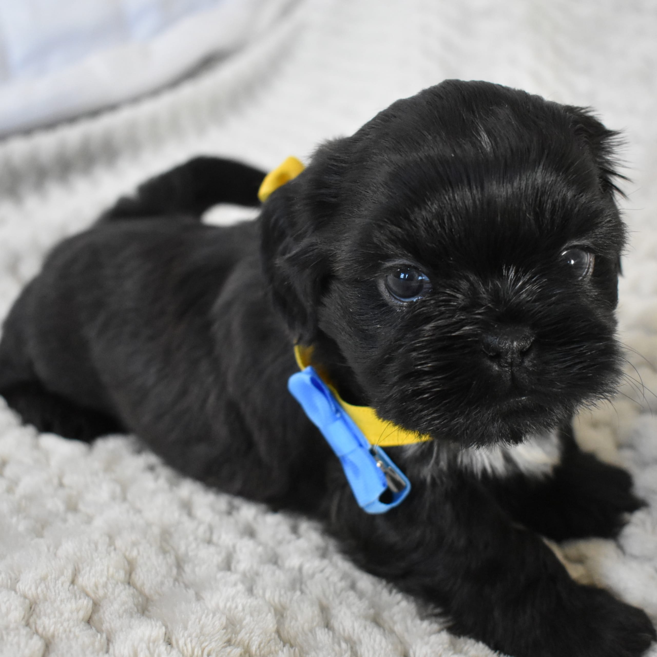 The merry shih-tzu family