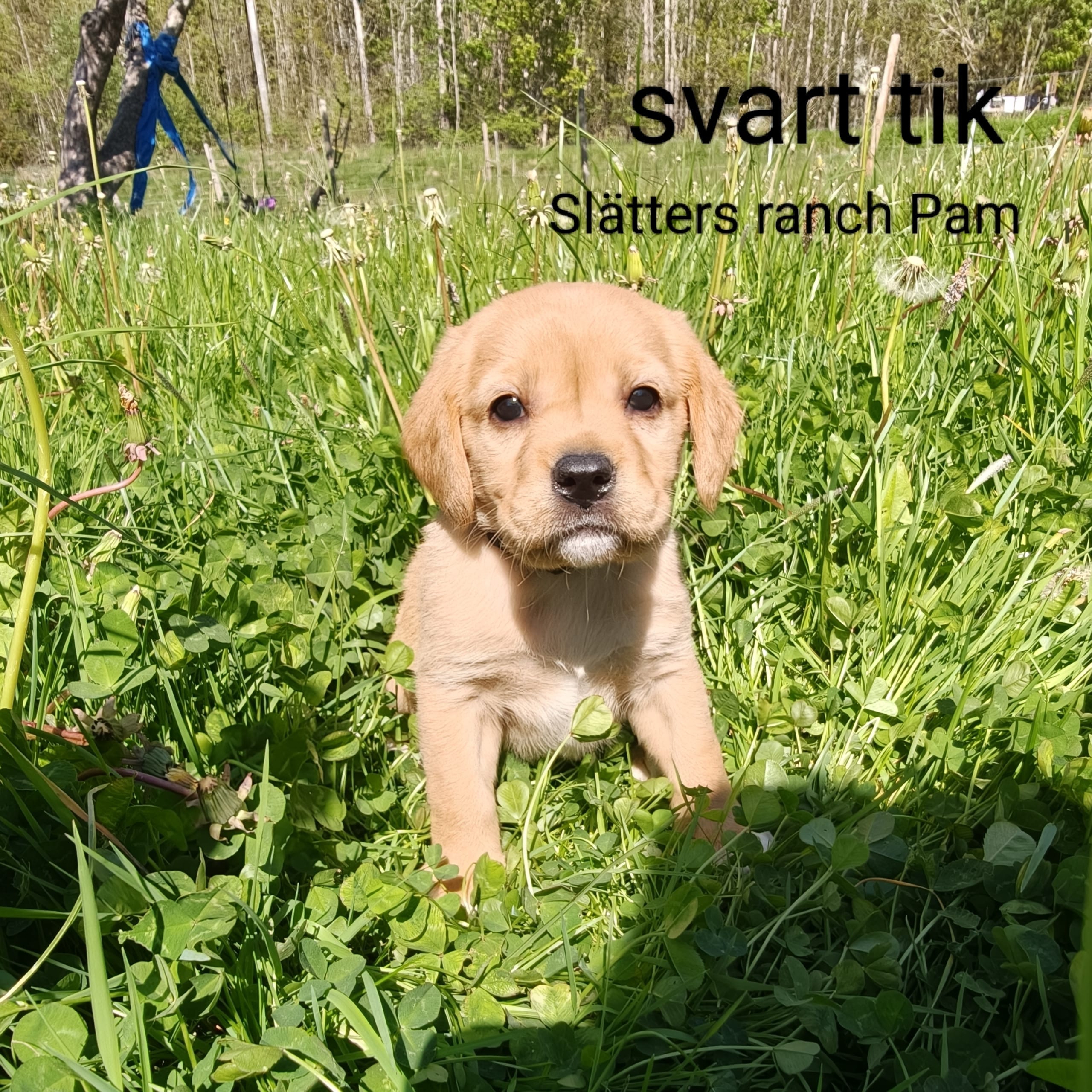 Slätters Ranch