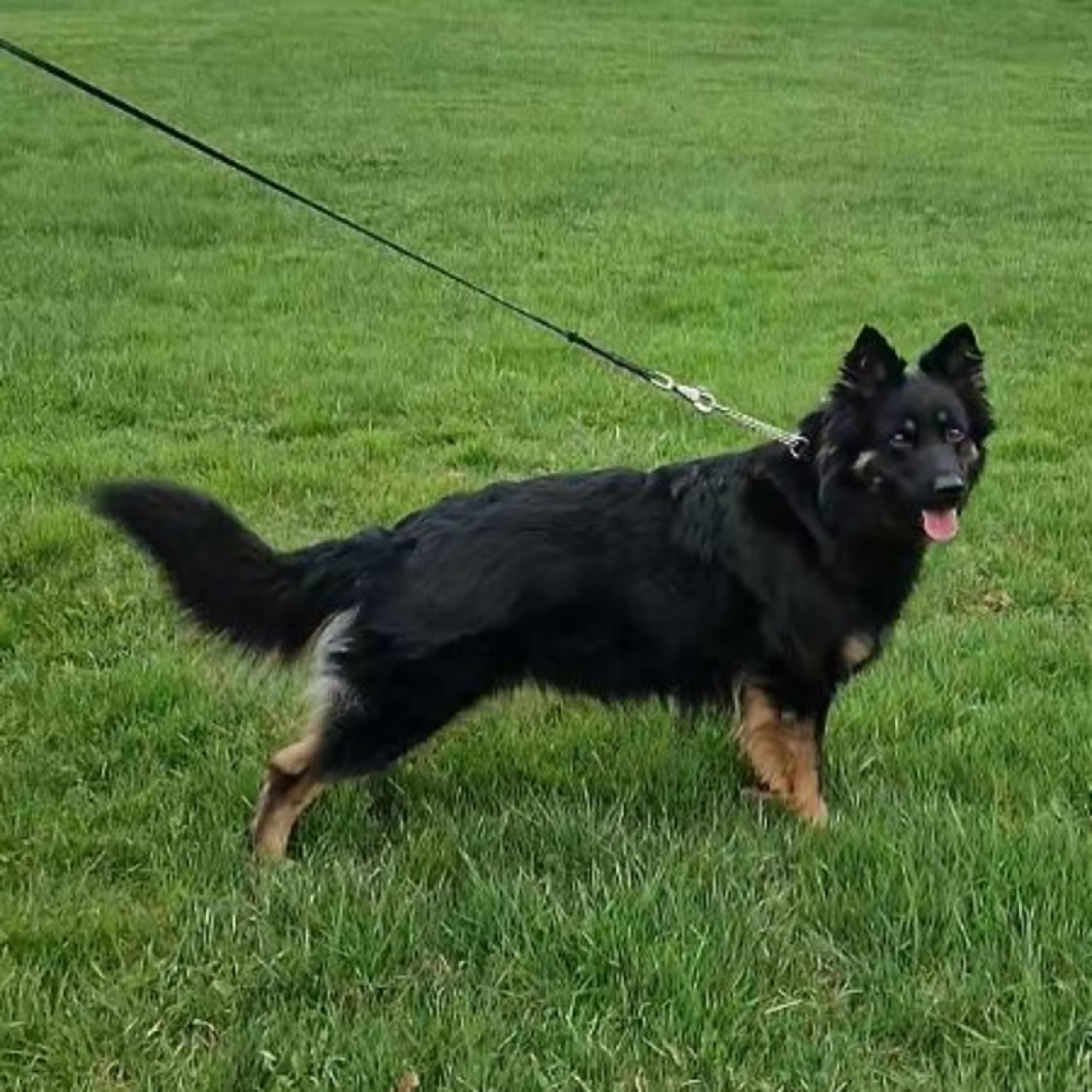 Brinketorps kennel