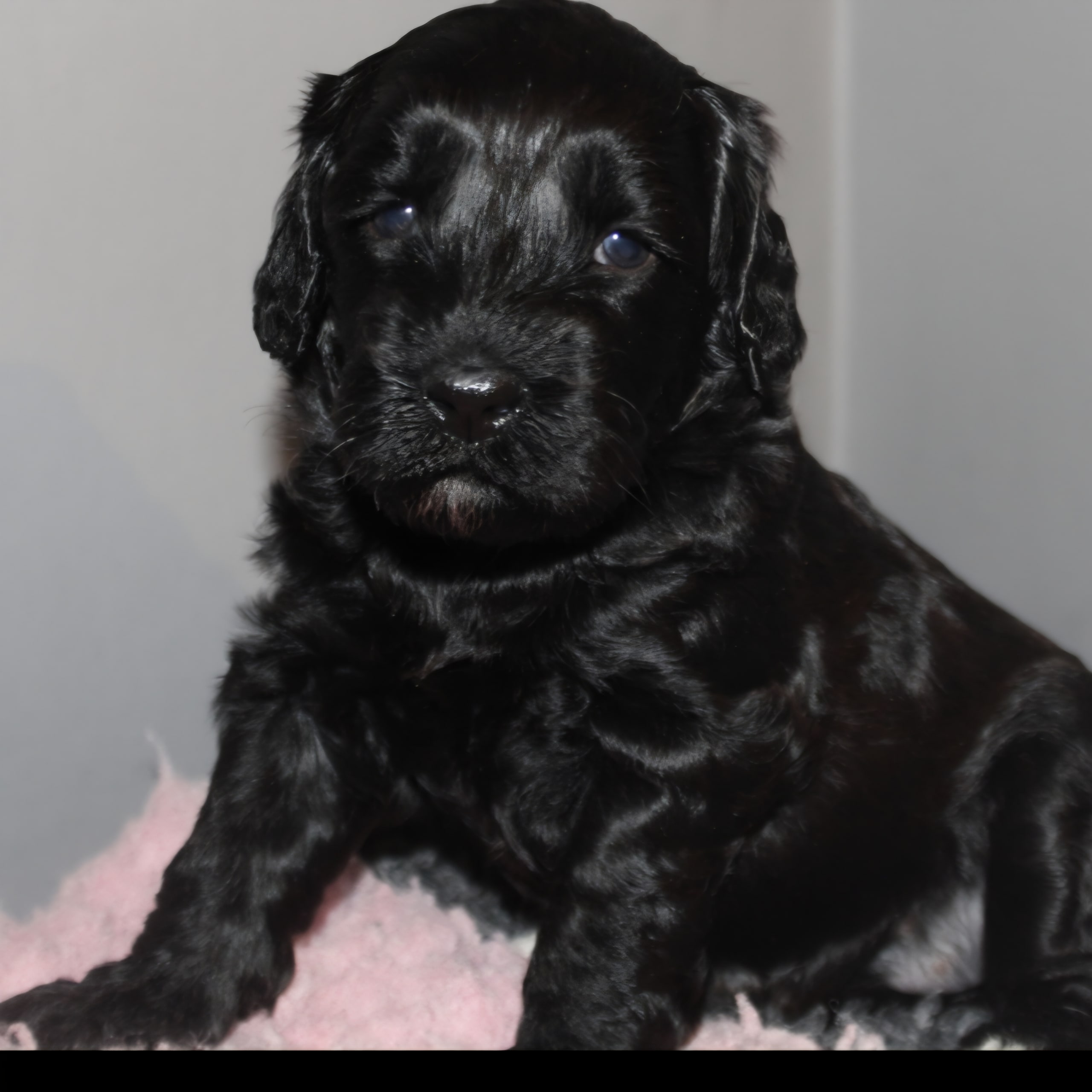 Dalkullas labradoodle