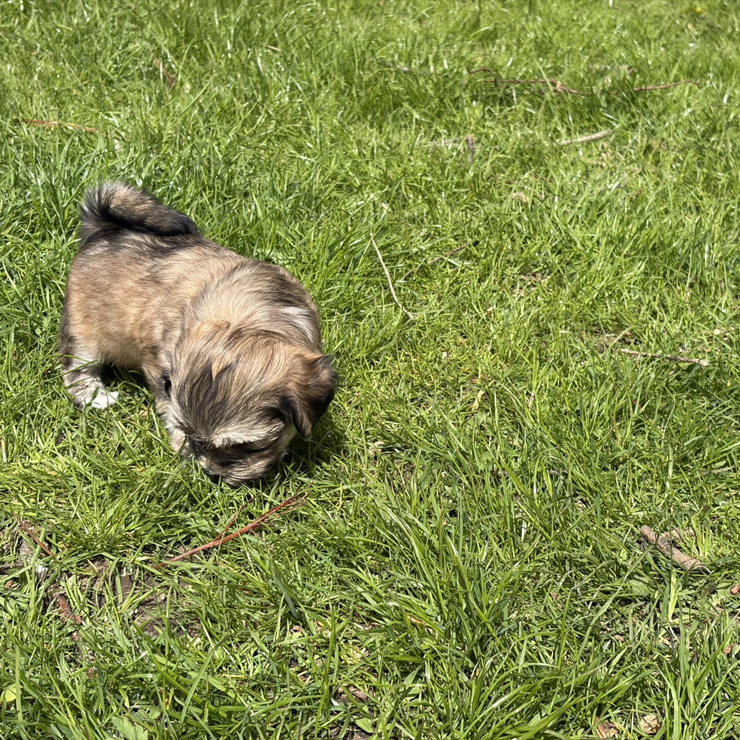 Vår Frues Kennel