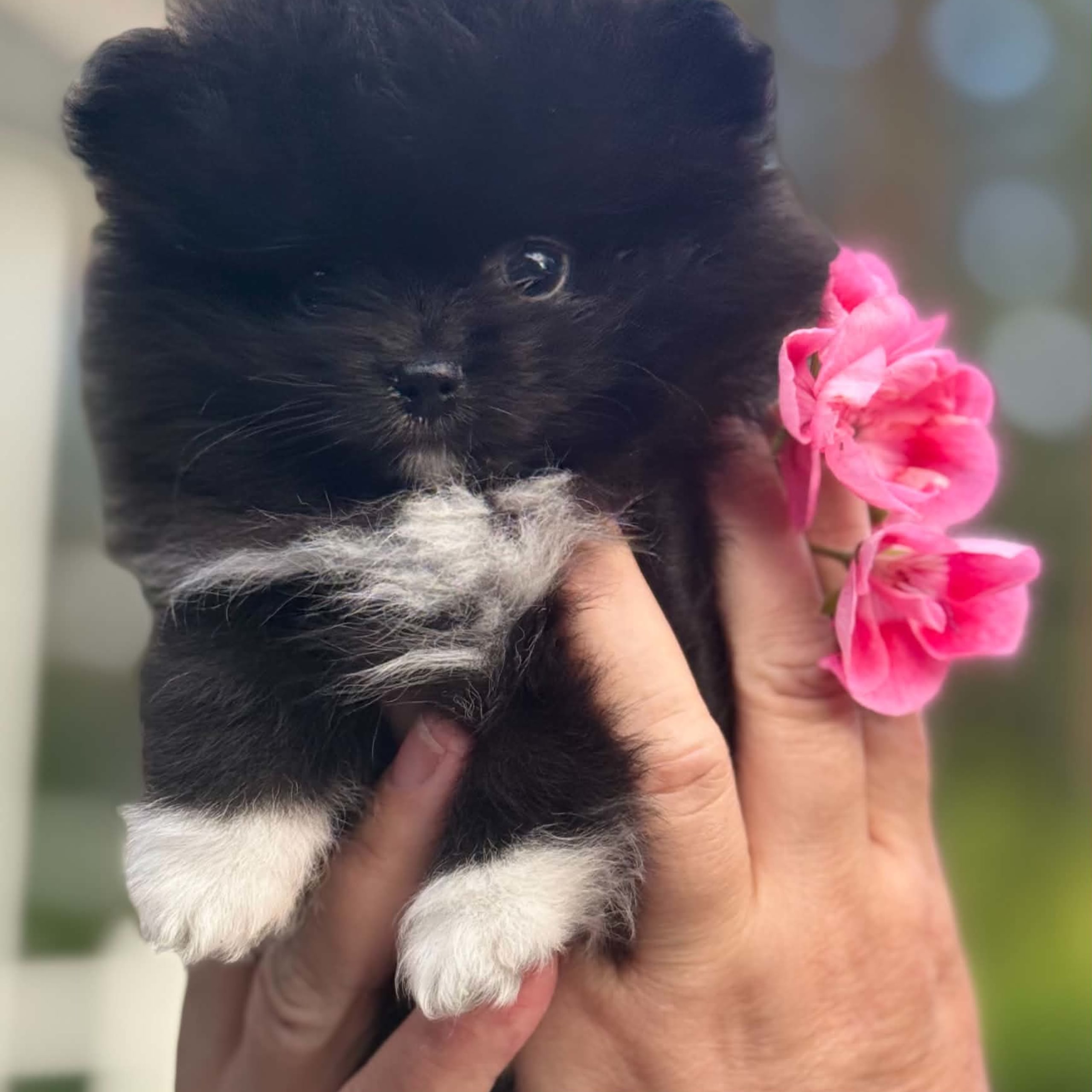 PomchiPaws
