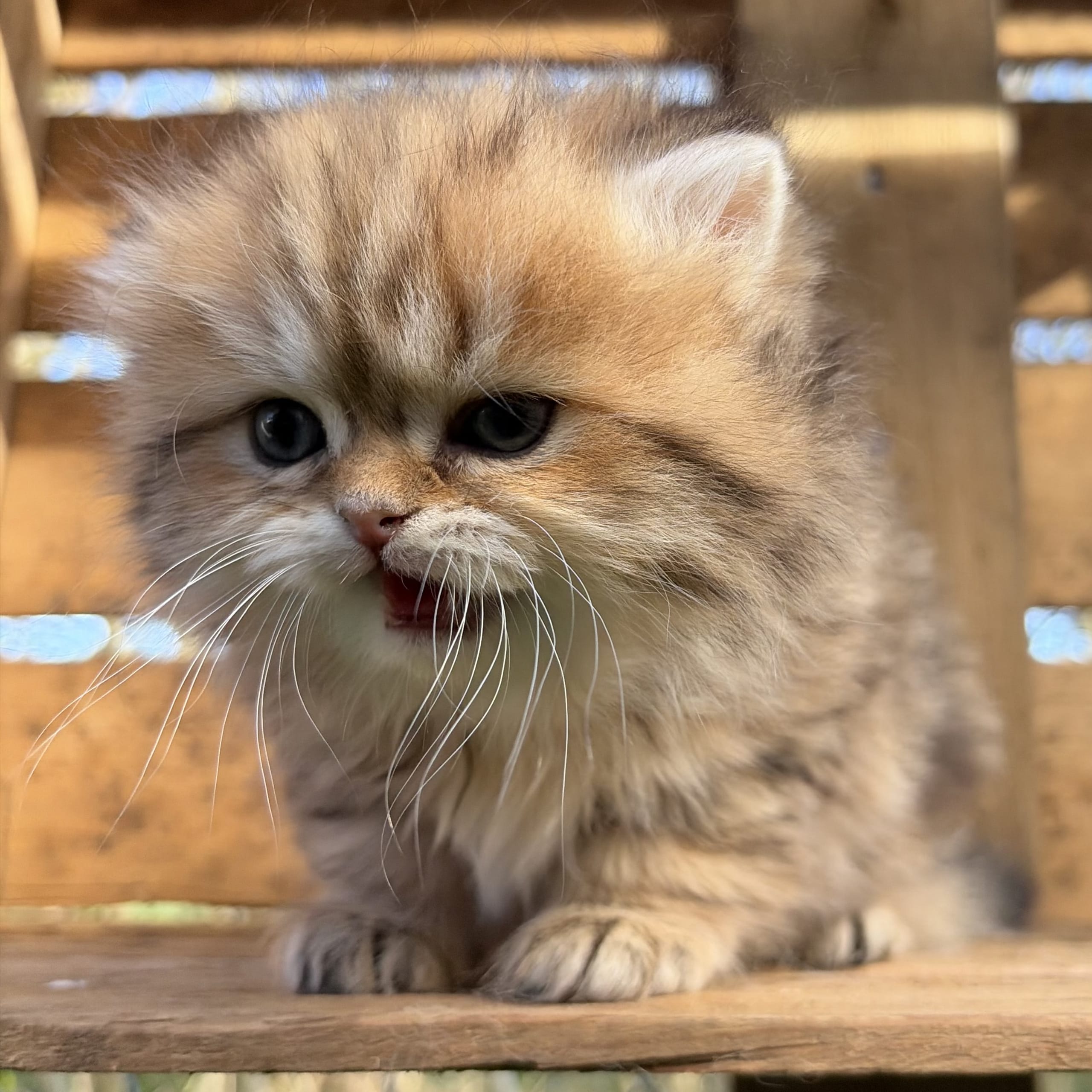 SE*Lilla Kattmakeriet
