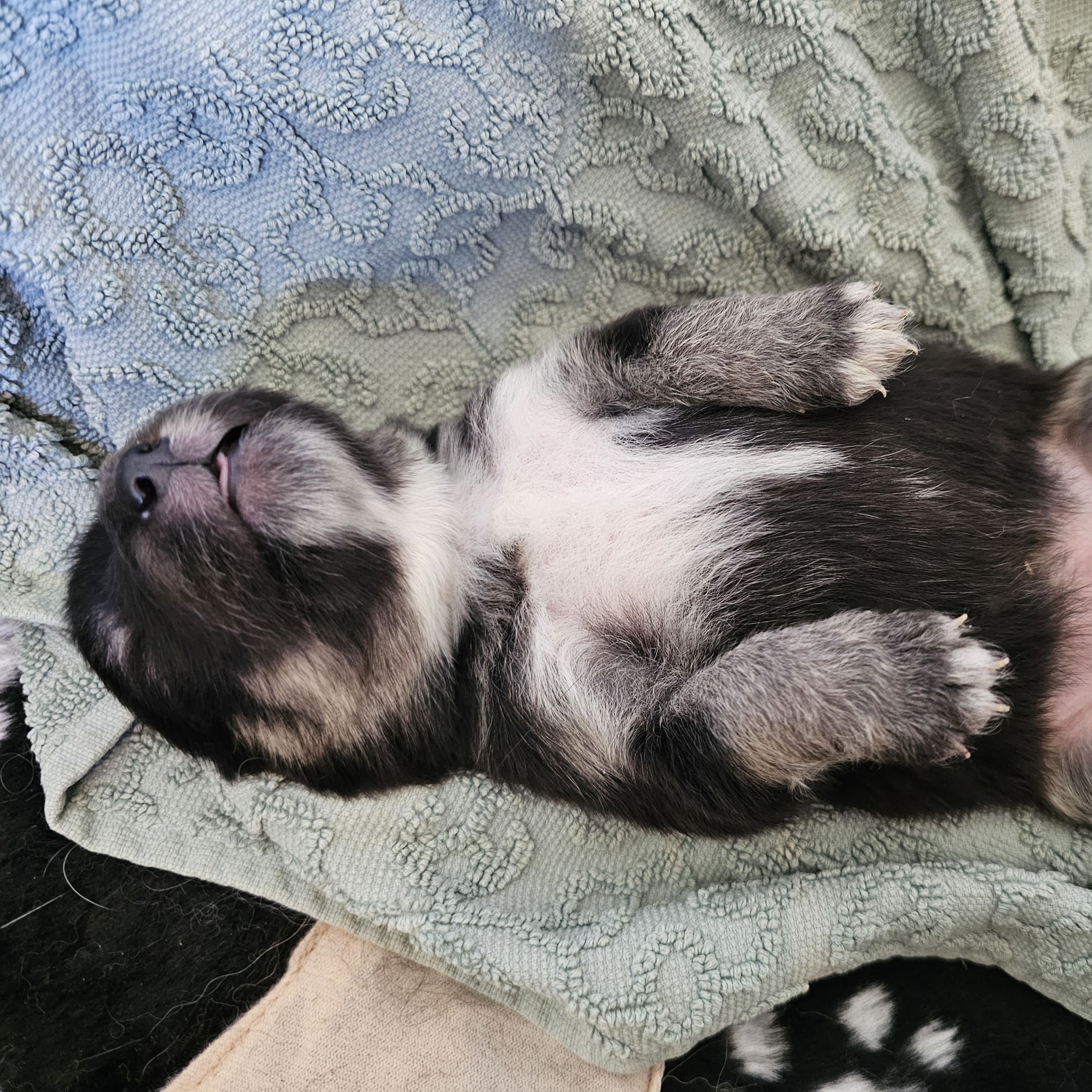 Finsk lapphund - Angel´s Share