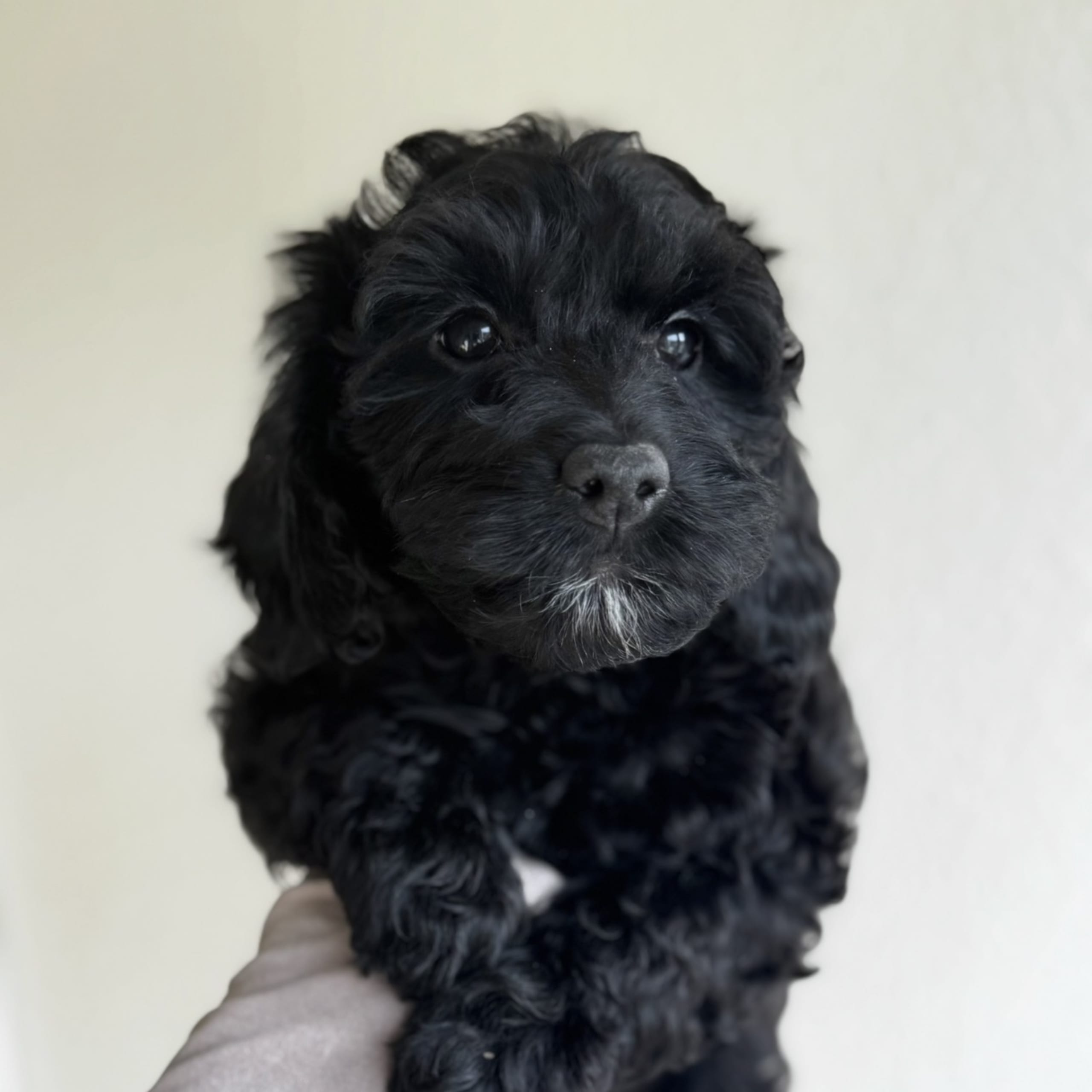 Royalcockerpoo