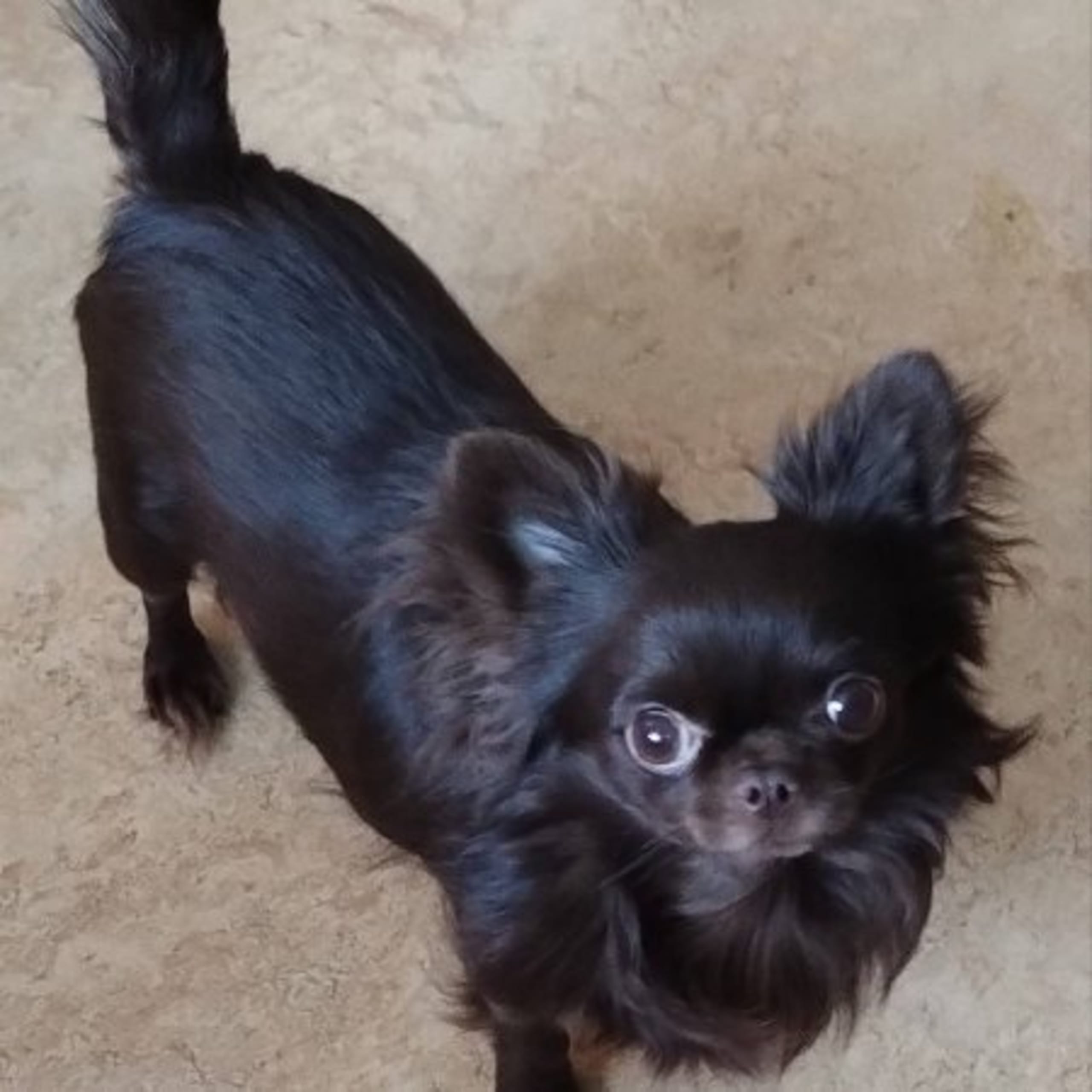 Chi's Unique
