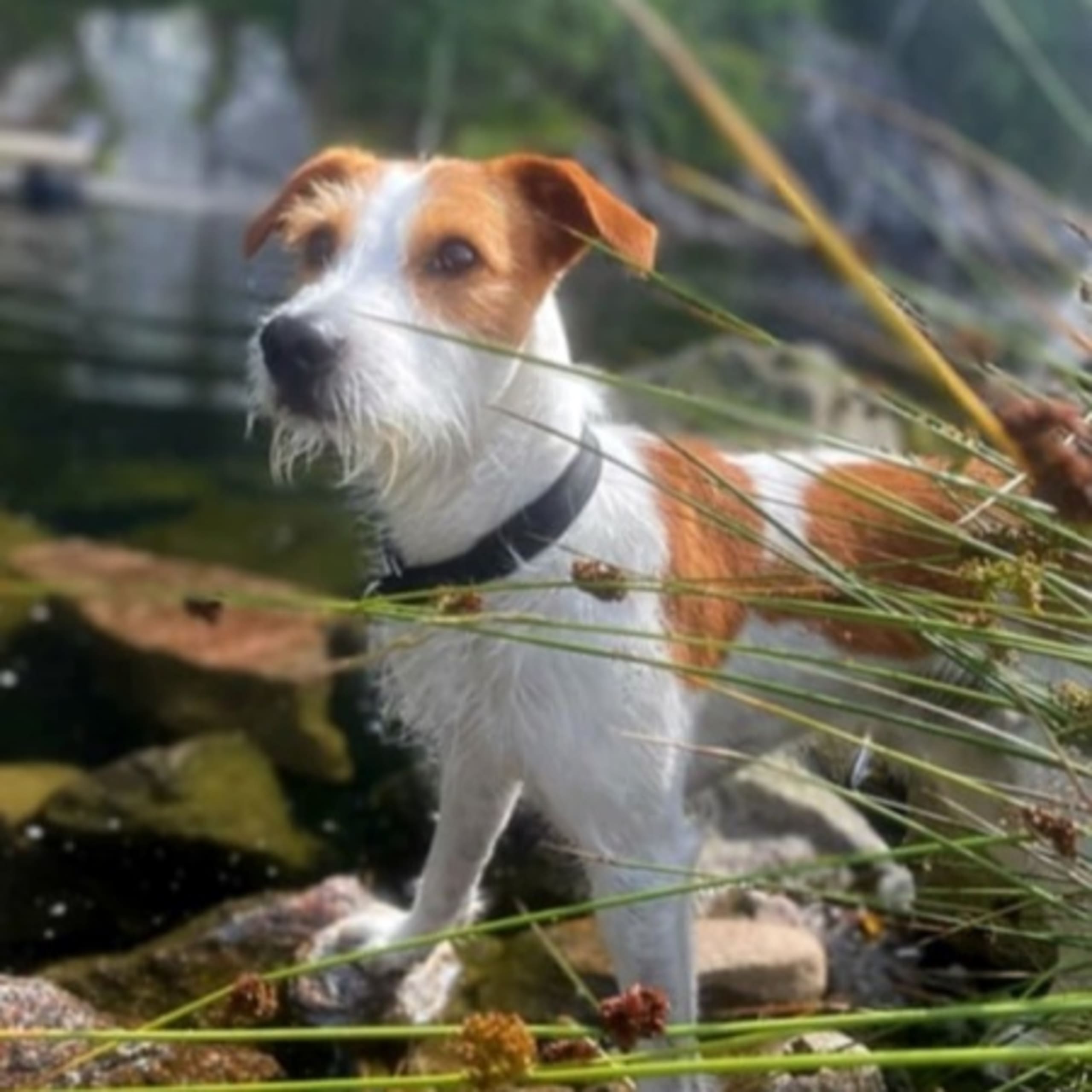 Beathadotter'n