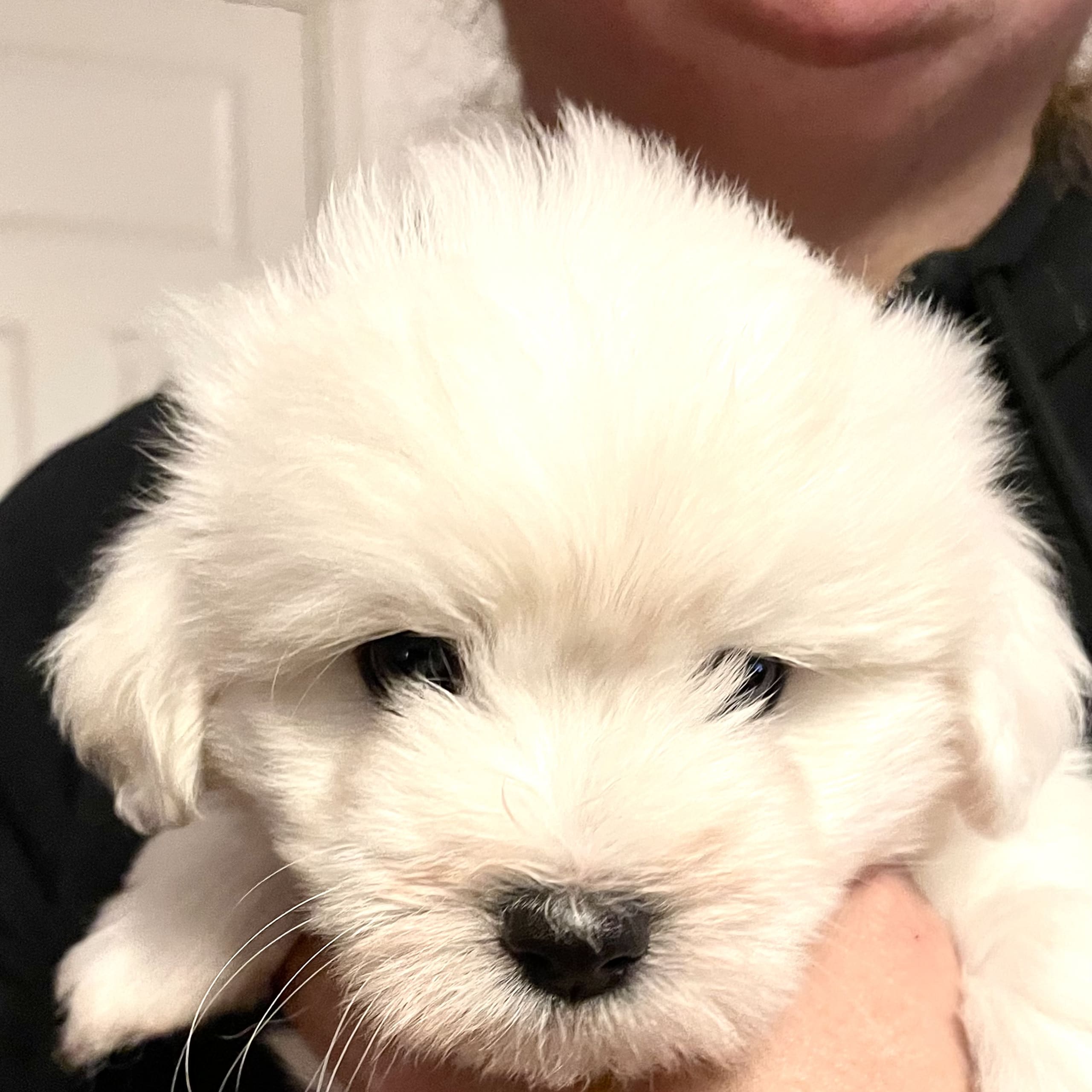 White Forest Kennel