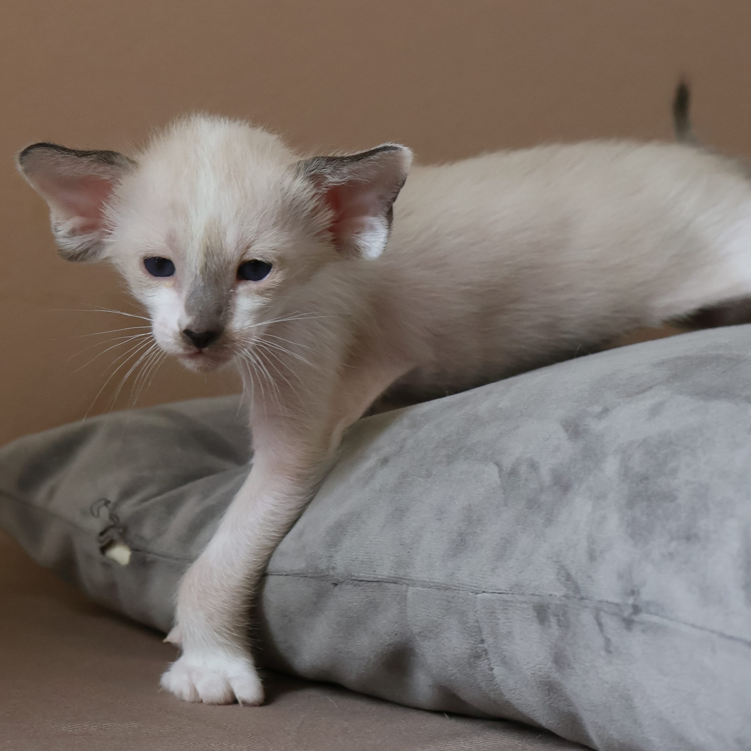 Oriental Adore Cattery