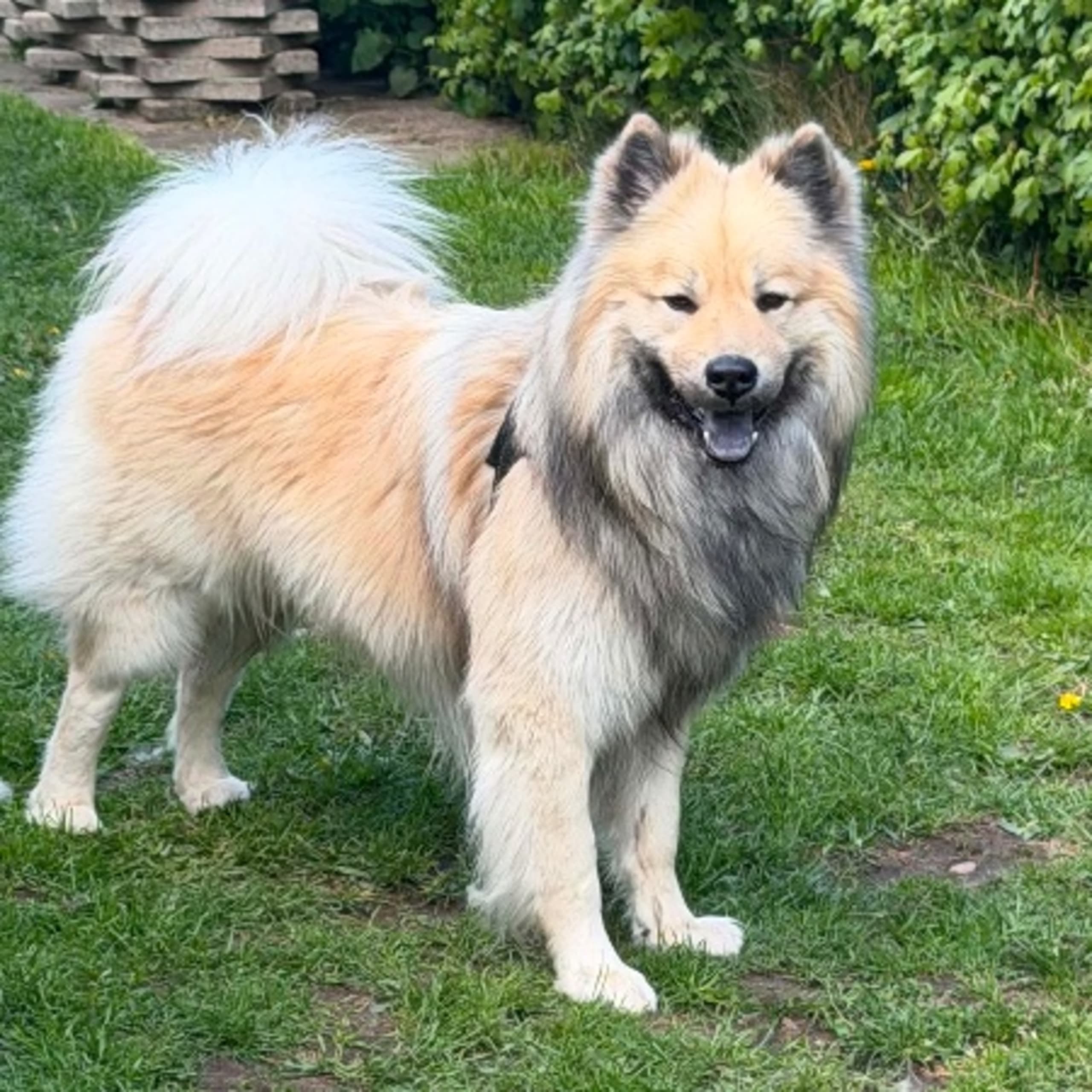 Love & Eurasier