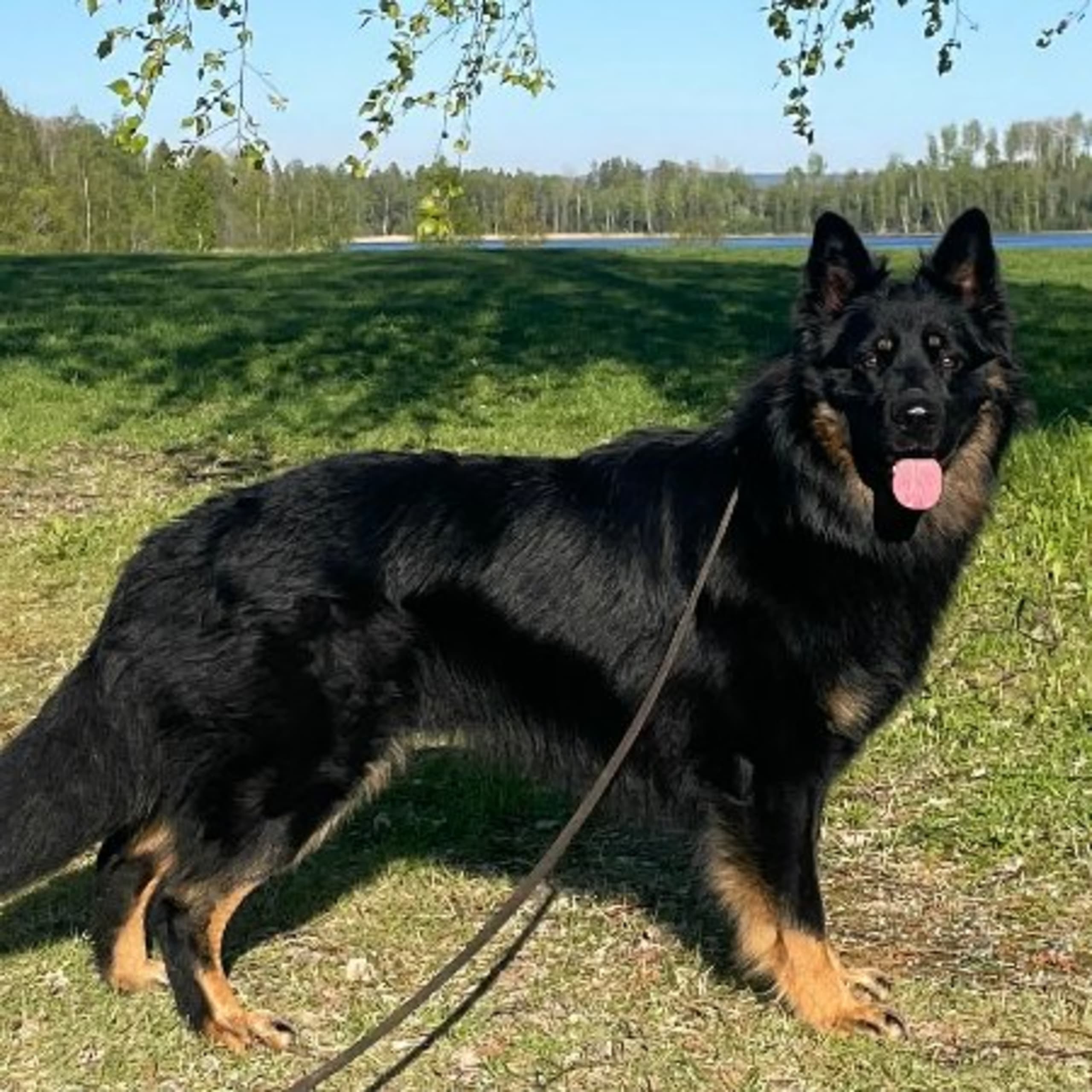 Brinketorps kennel