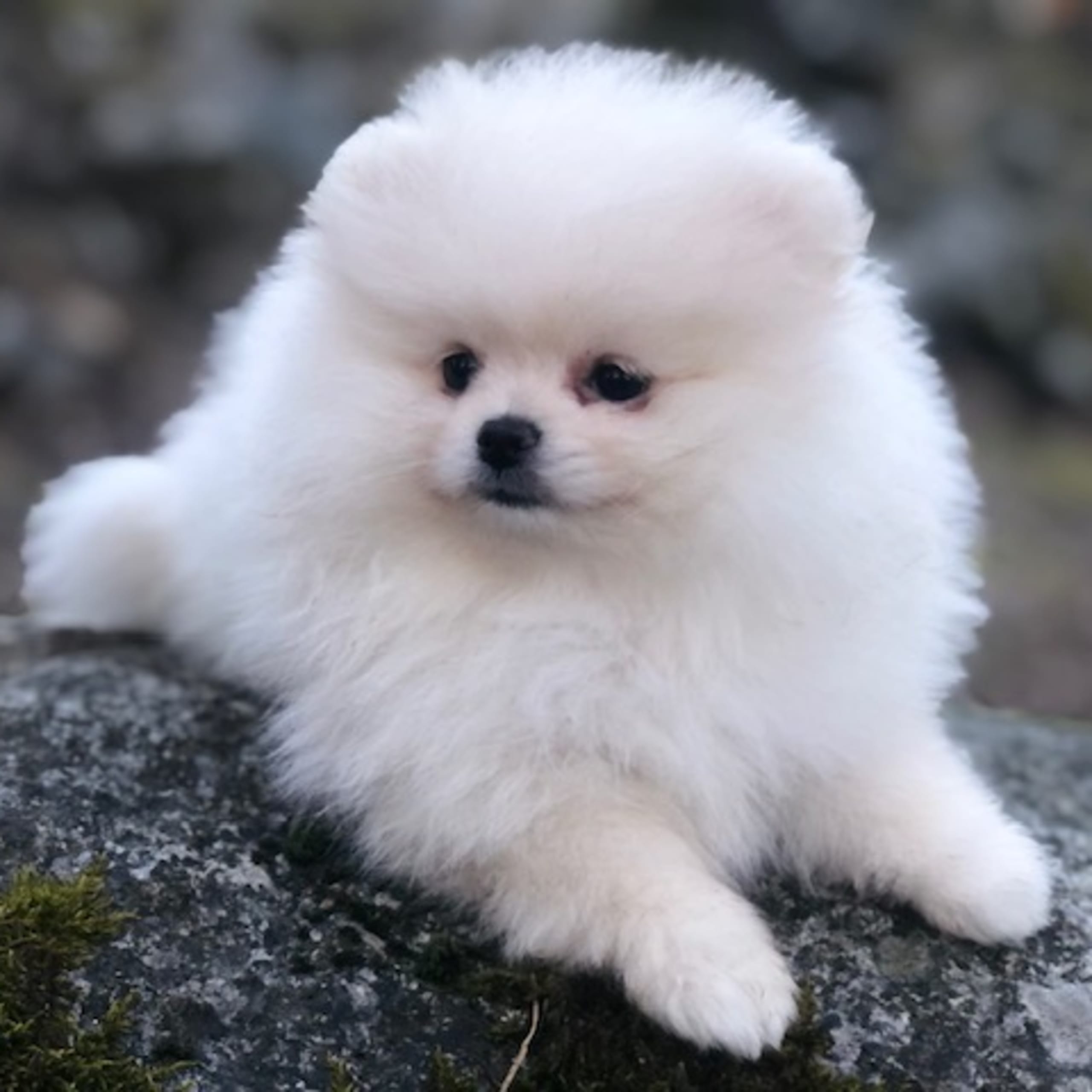 Fluffers