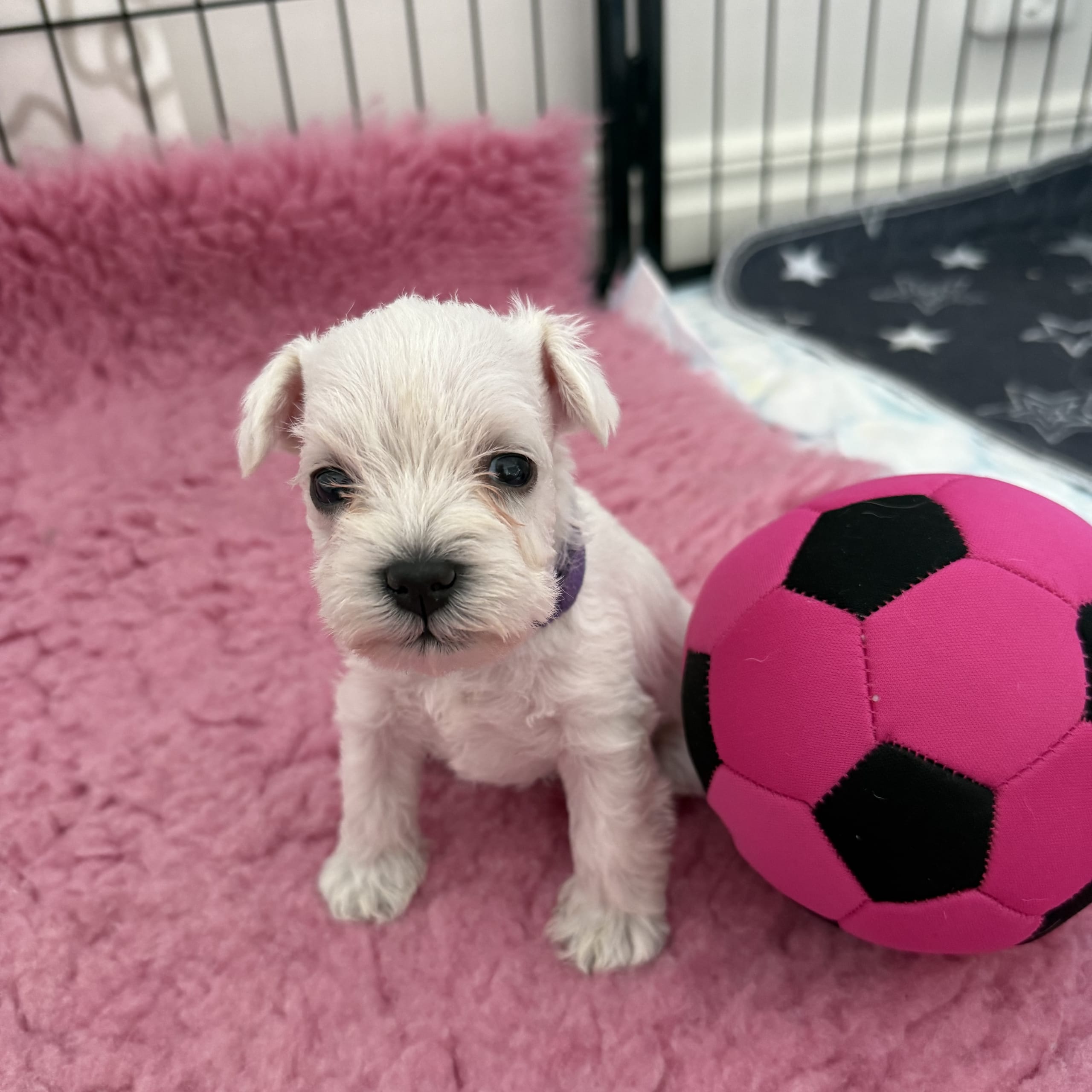 Snowie Shine’s Kennel