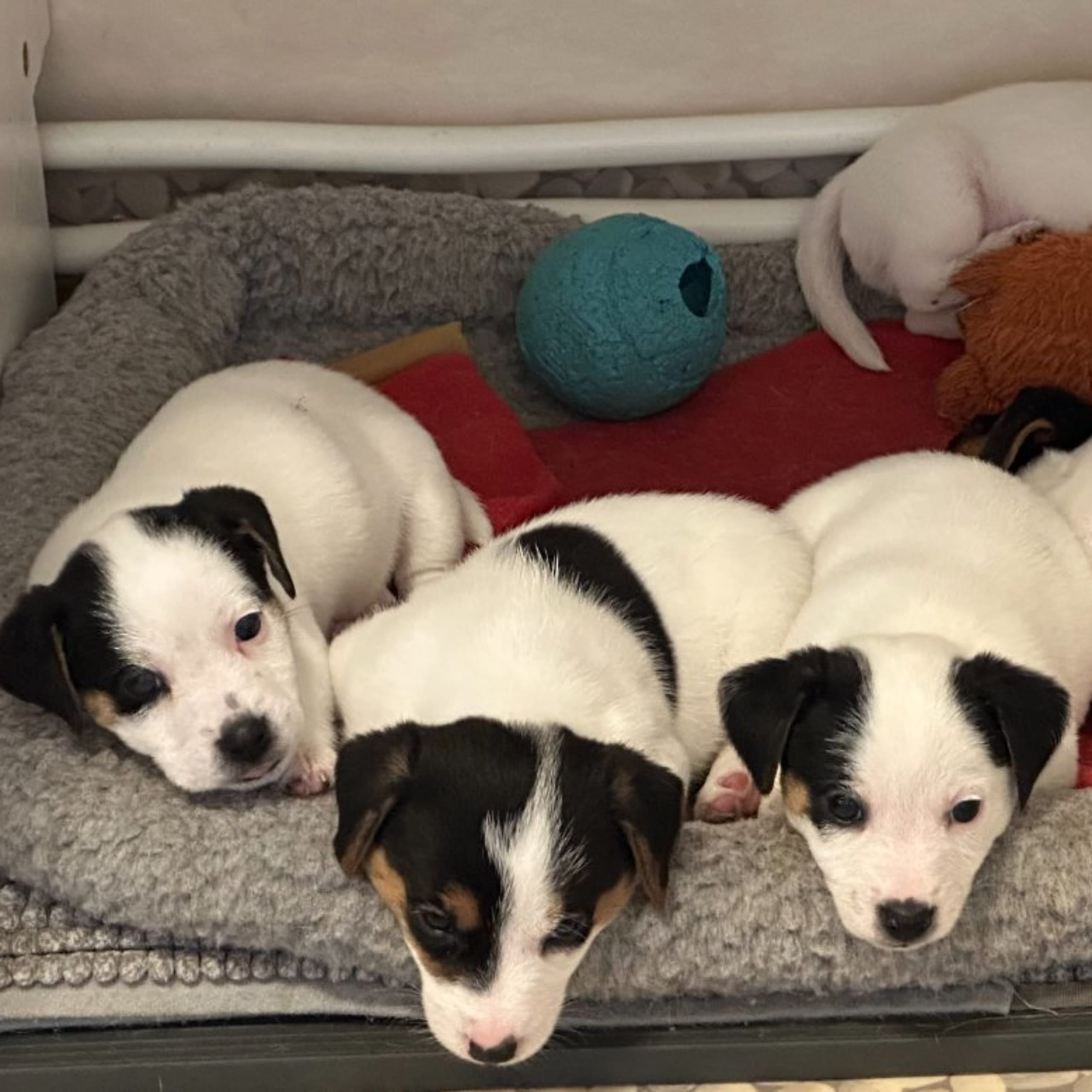 Limelight Kennels