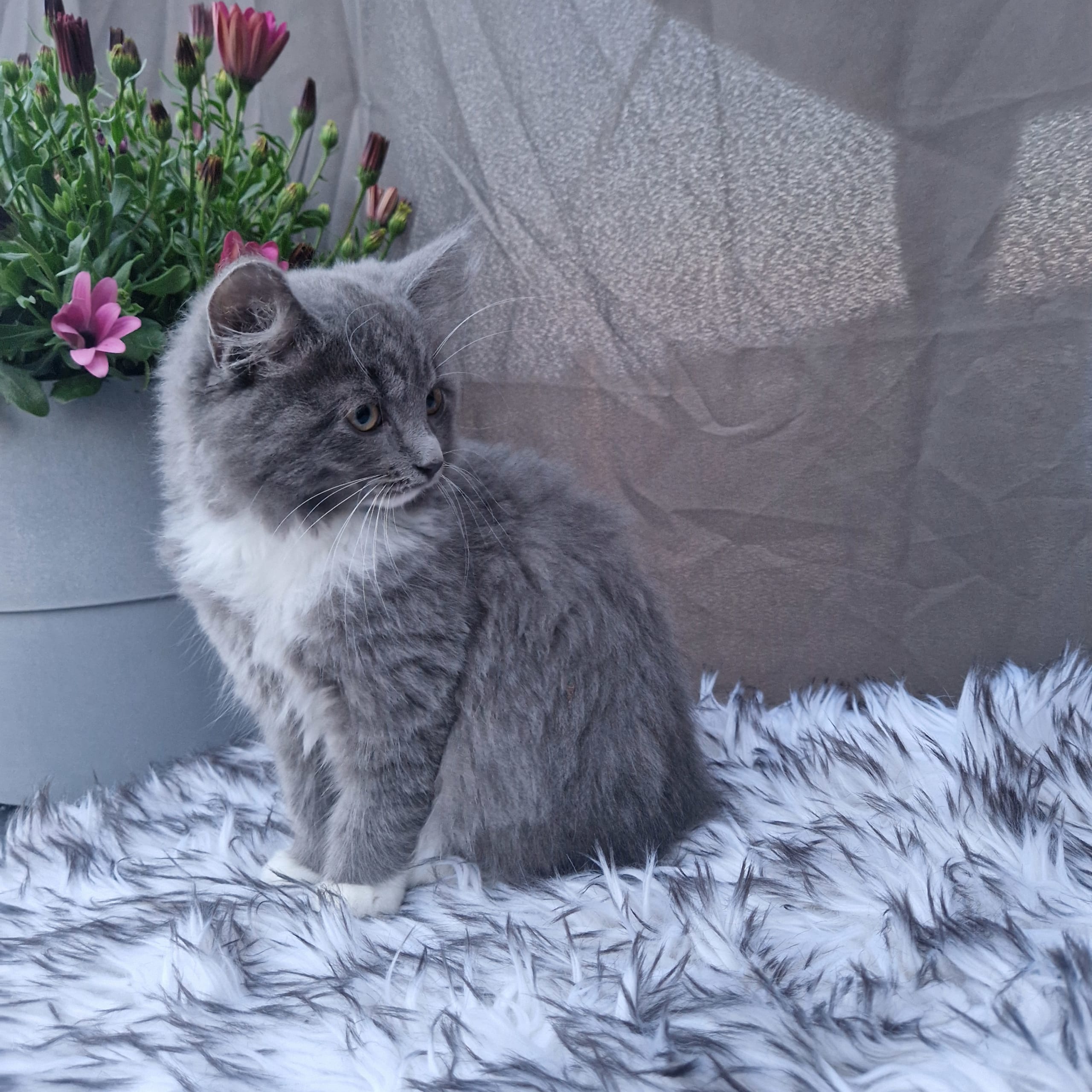 Annas katter