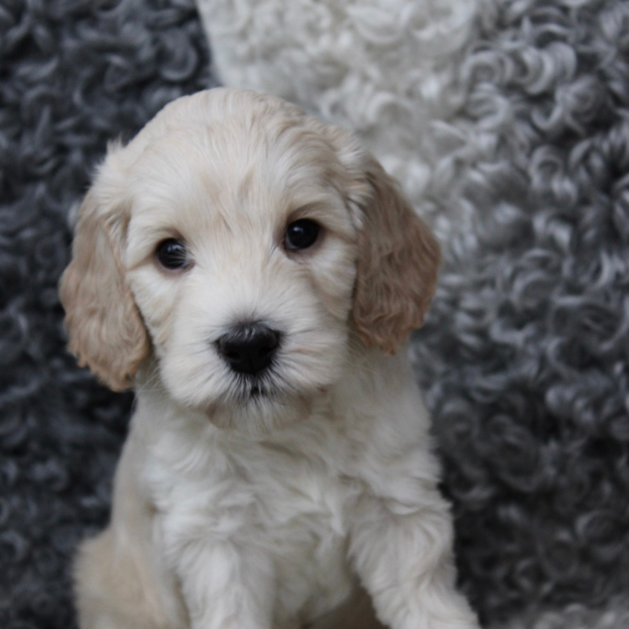 Backamos Labradoodle