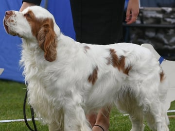 Clumber spaniel